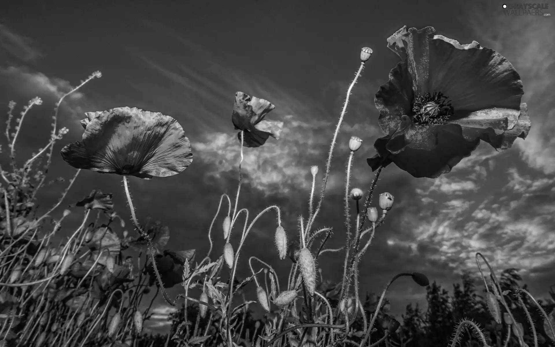 Red, Sky, Dusk, papavers