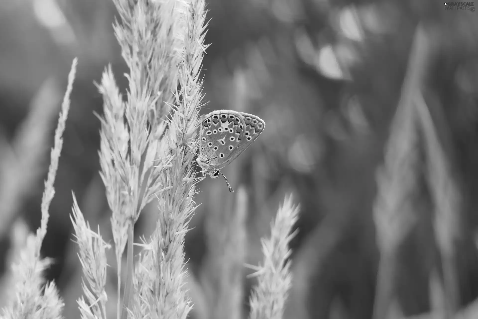 Dusky Icarus, grass