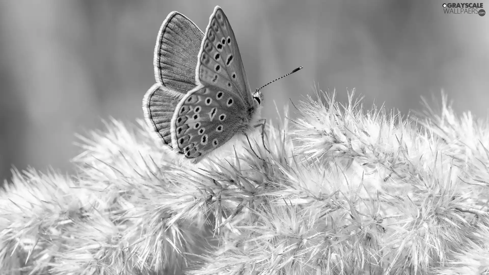 blue, Dusky Icarus, plant, butterfly