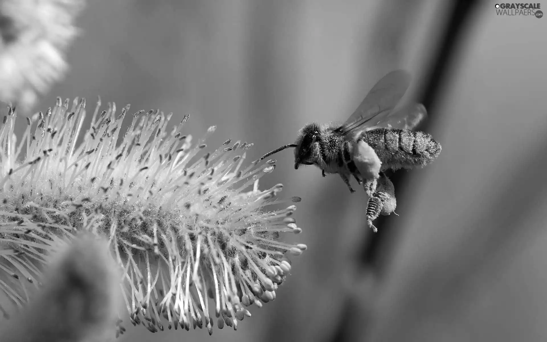 bee, dust