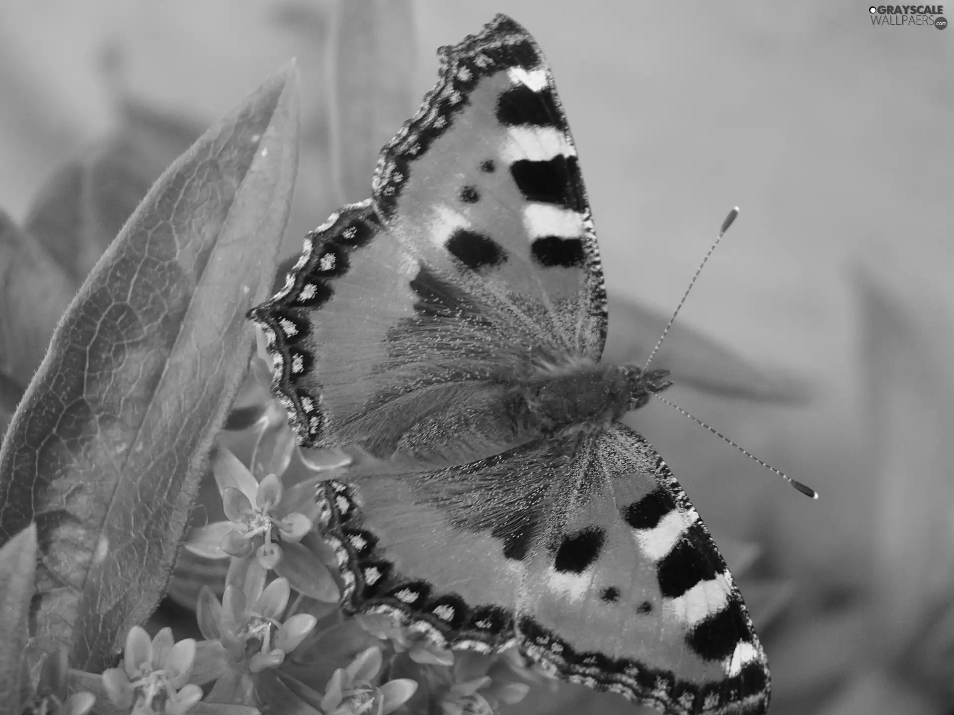 butterfly, tortoiseshell, dust, undine