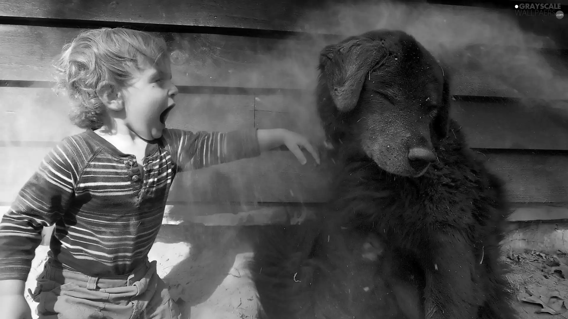 dust, Kid, dog