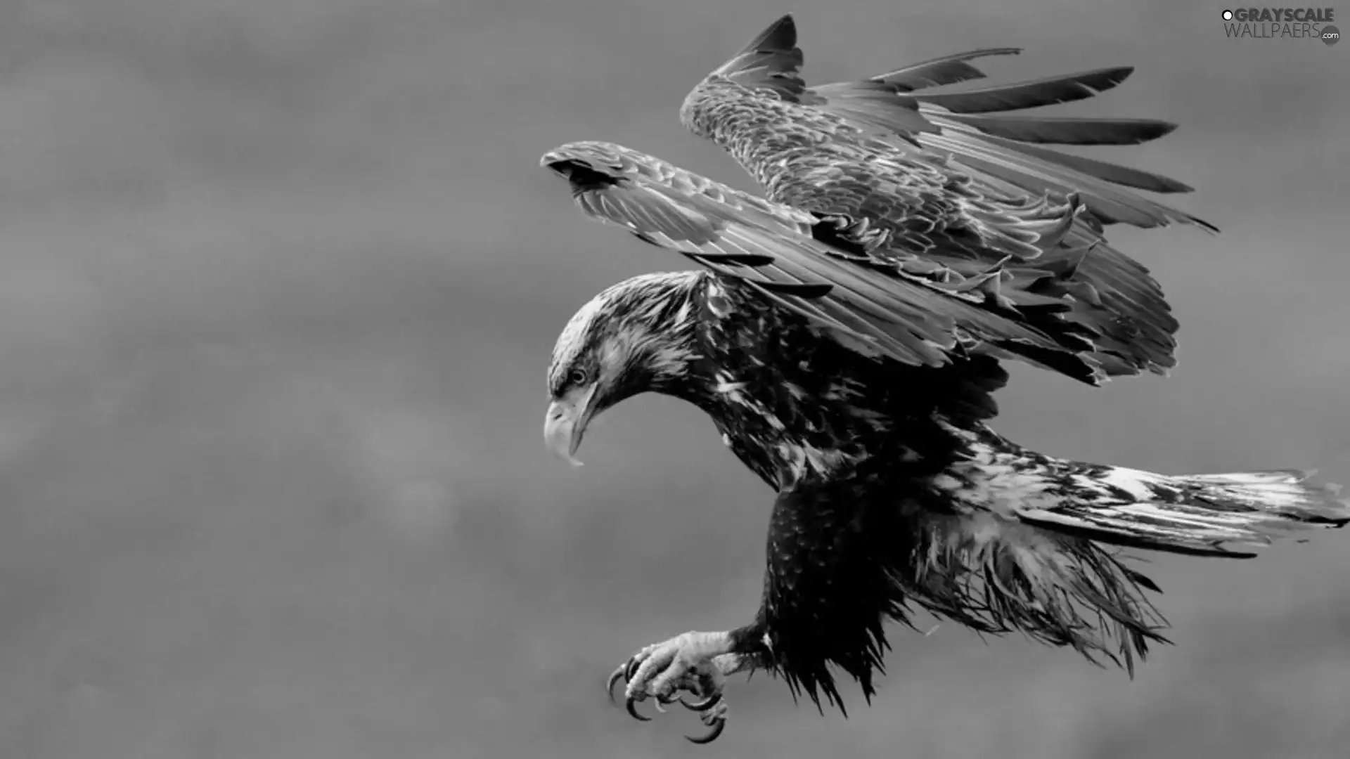 attacker, eagle