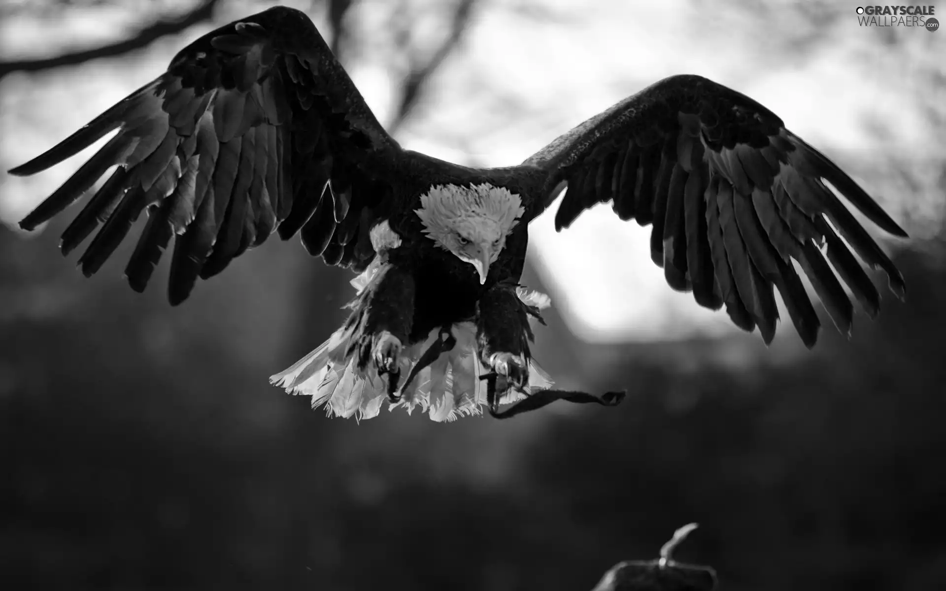 Bird, American Bald Eagle