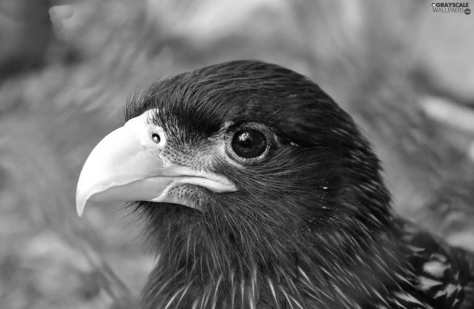 Black, eagle