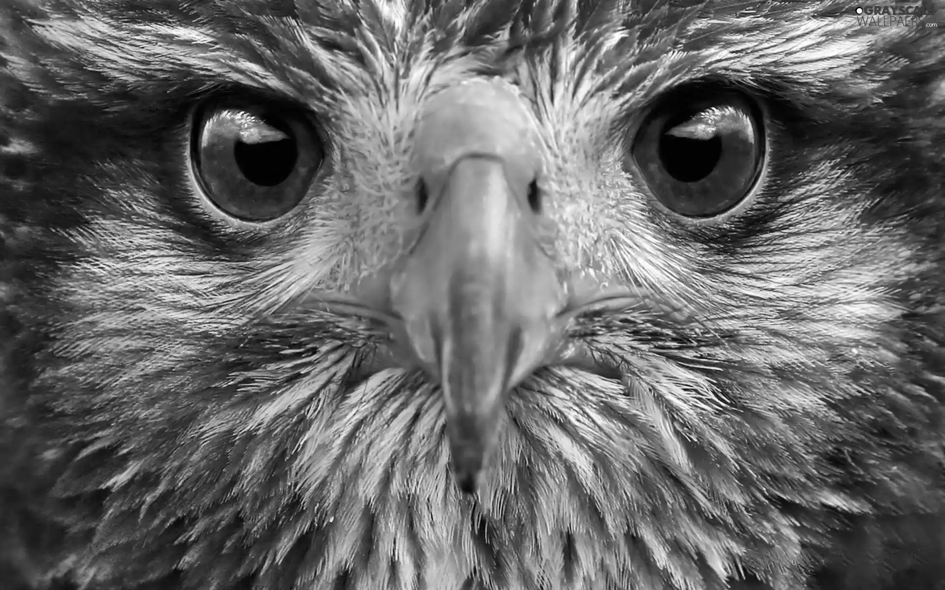 head, Eagle