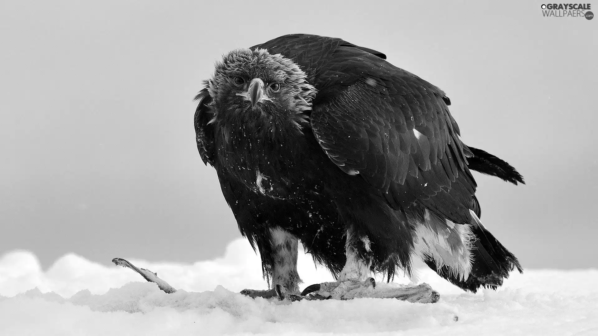 hungry, Eagle Front