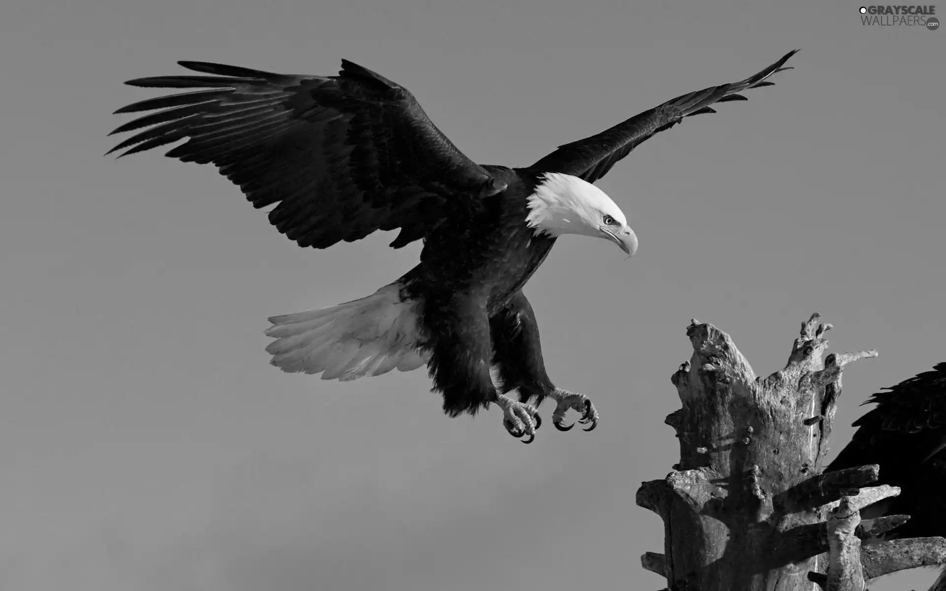 hunt, American Bald Eagle