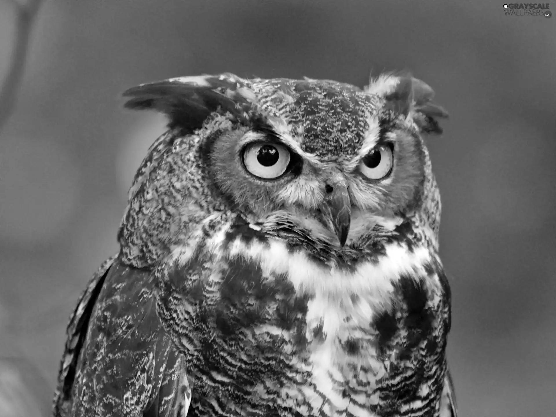 eagle-owl, rapprochement