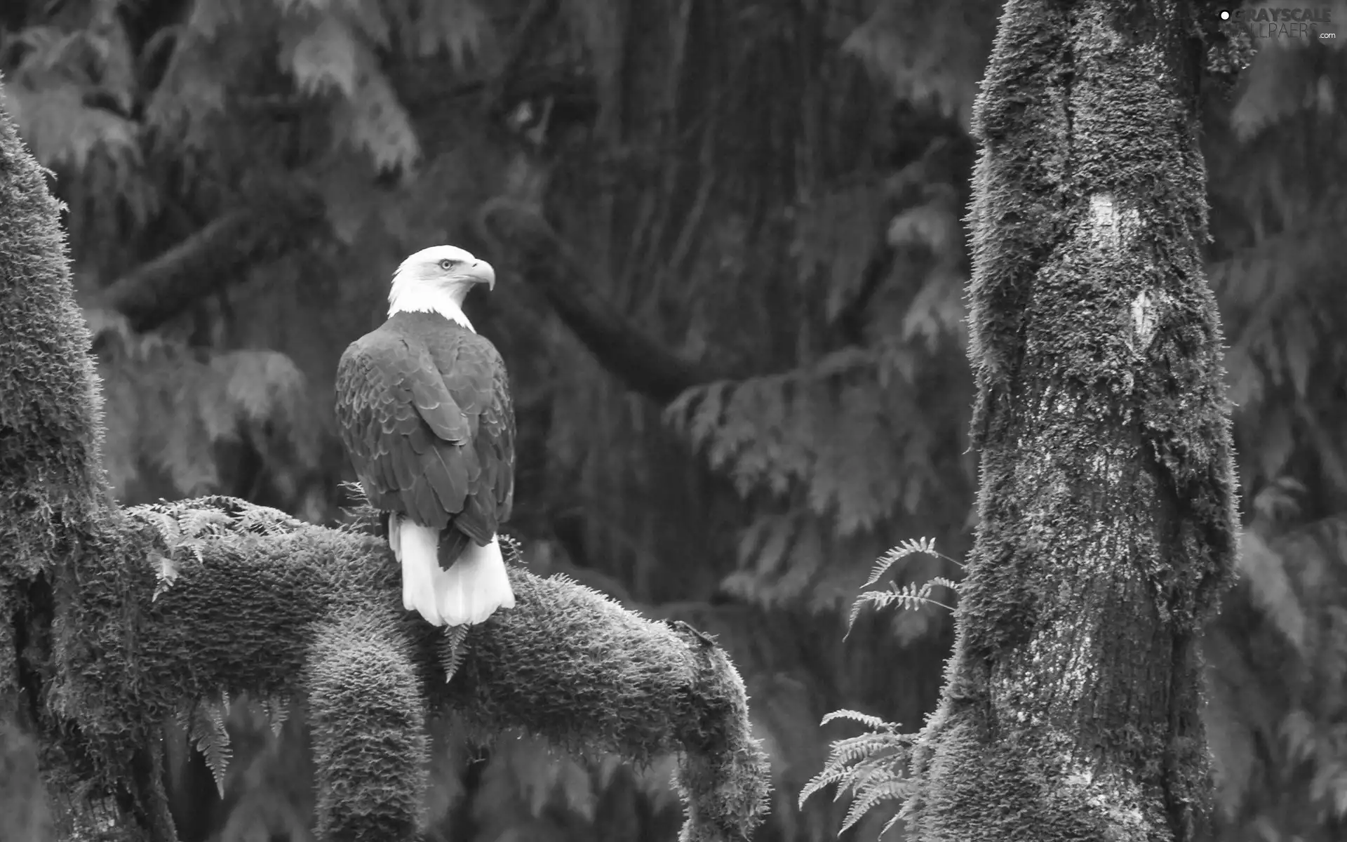 trees, mosses, American Bald Eagle, viewes