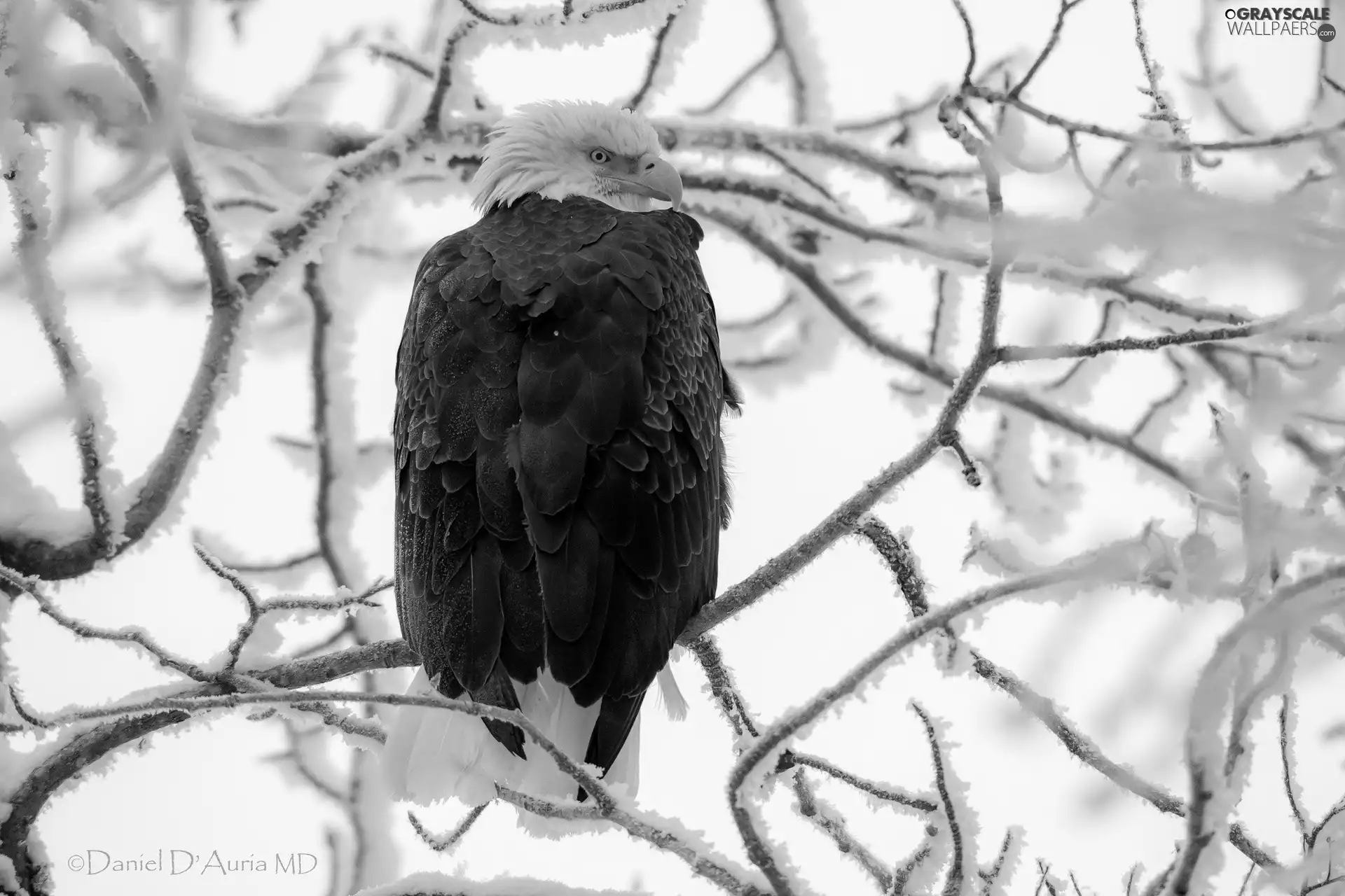 snow, branch pics, American Bald Eagle