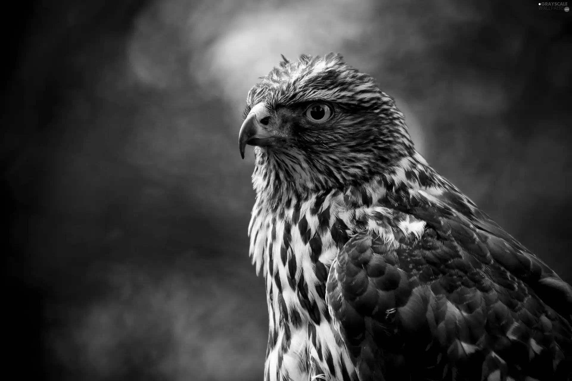 eagle, black, White