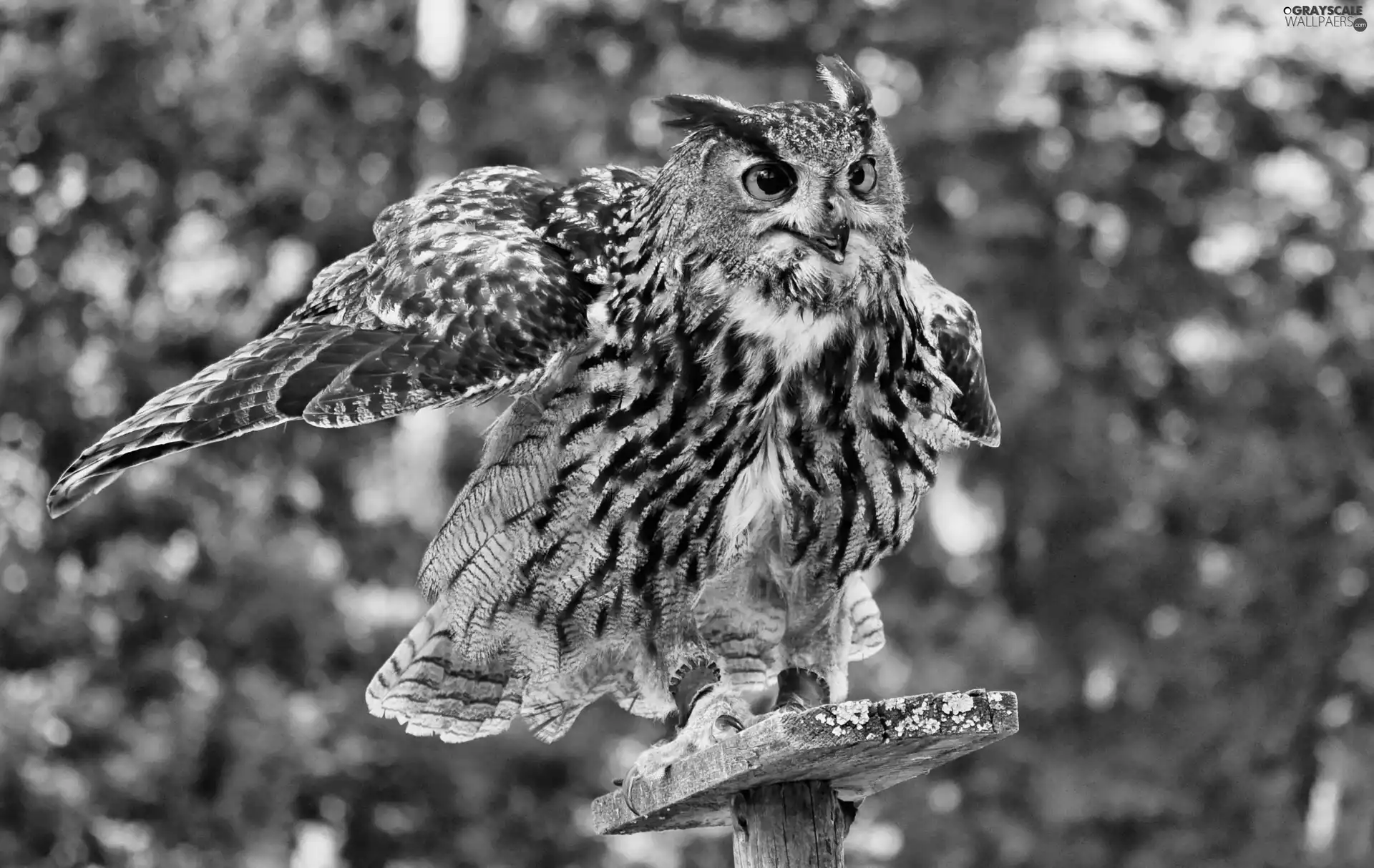 wings, Bird, eagle-owl