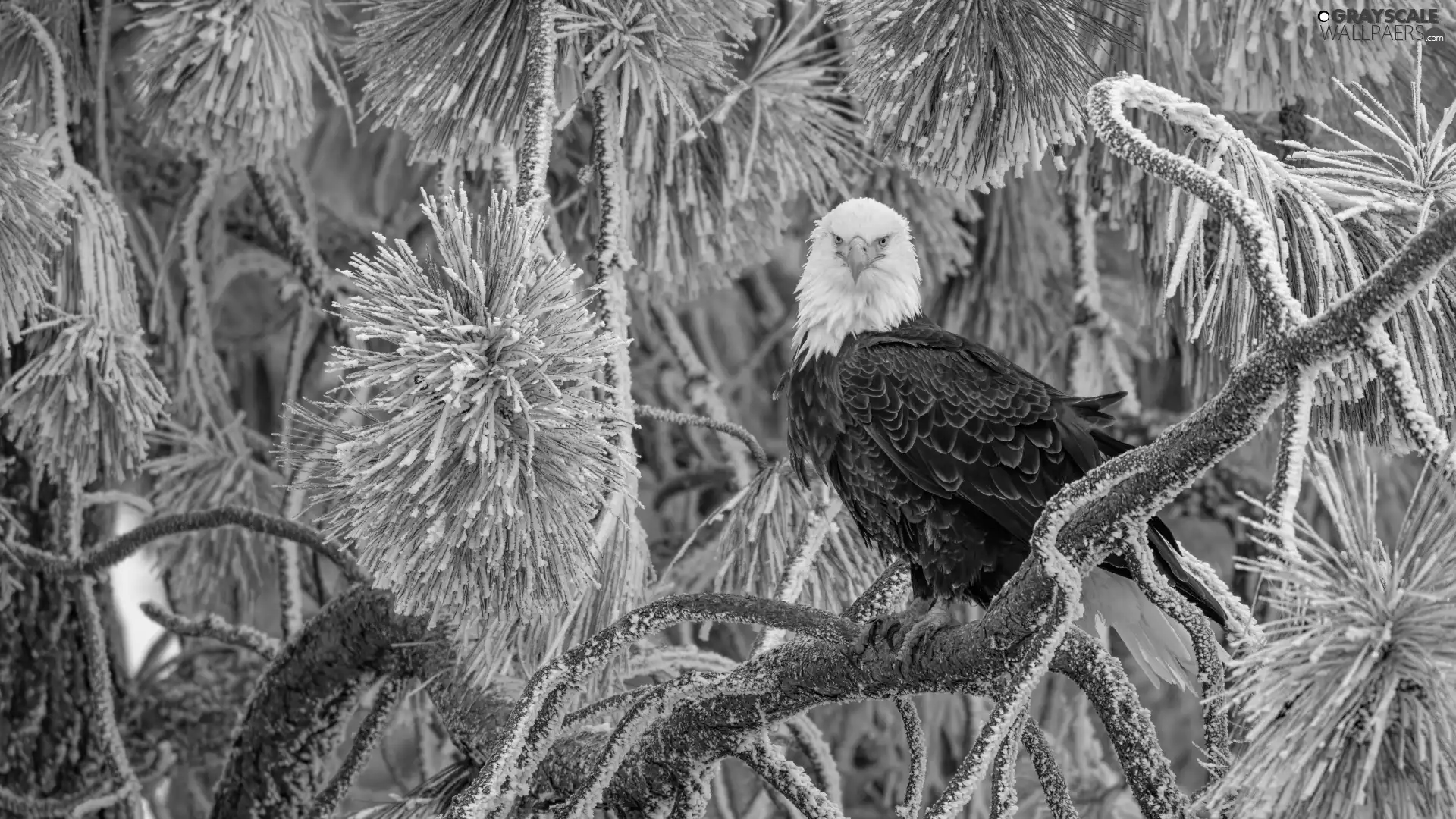 branch pics, winter, Bird, trees, American Bald Eagle