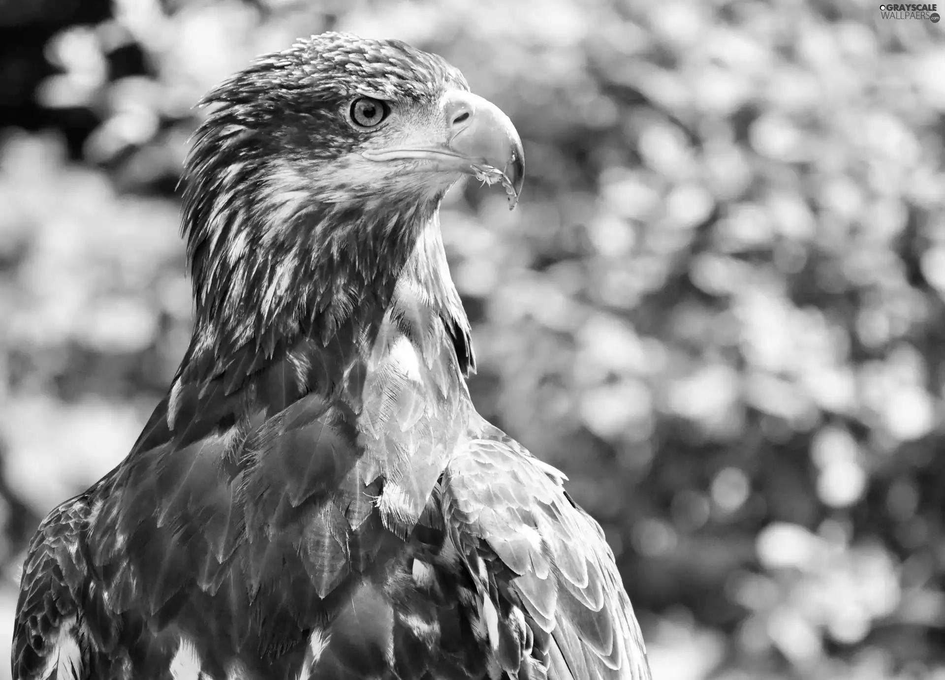 eagle
