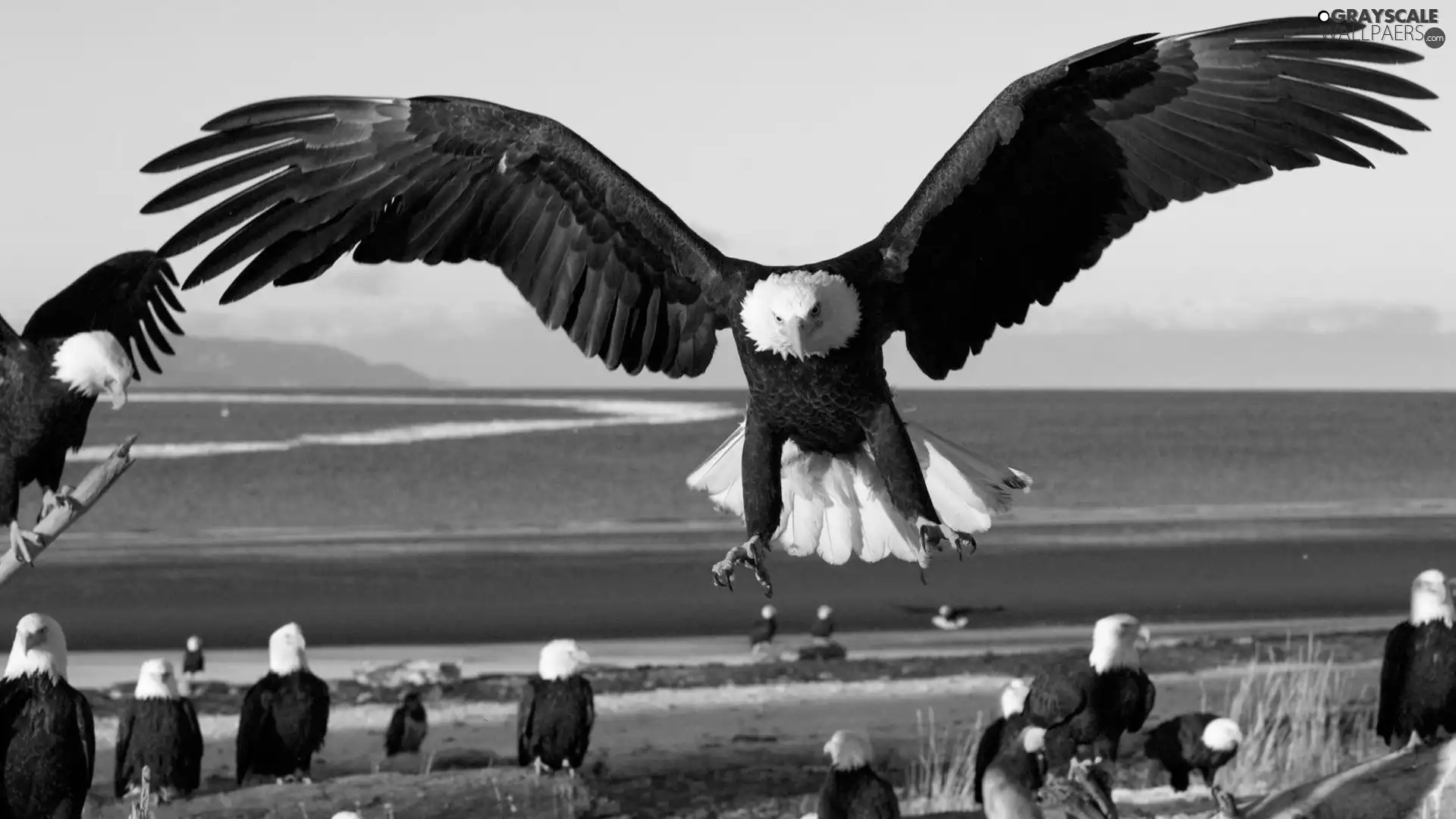 rally, eagles