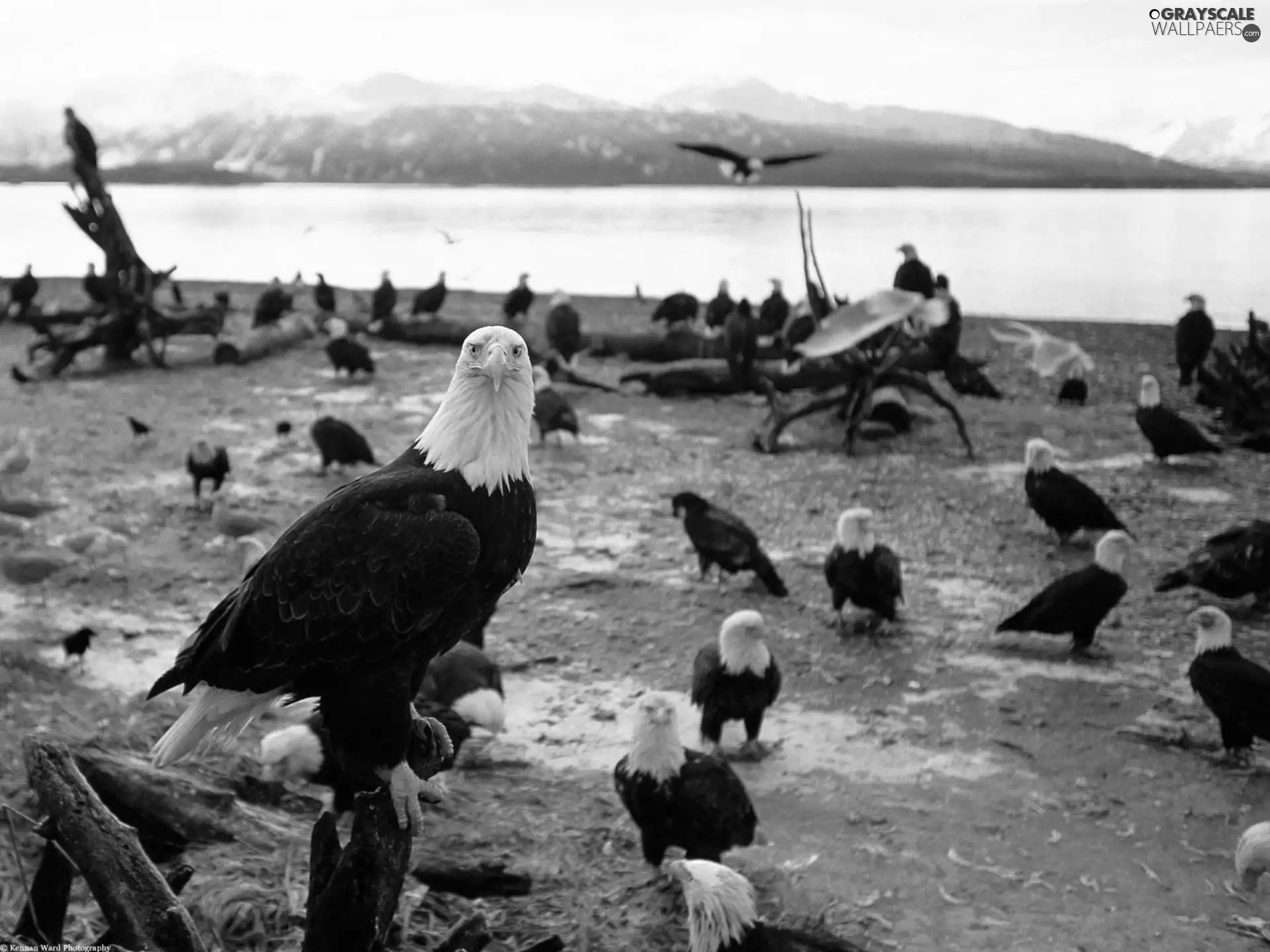 American Bald Eagle