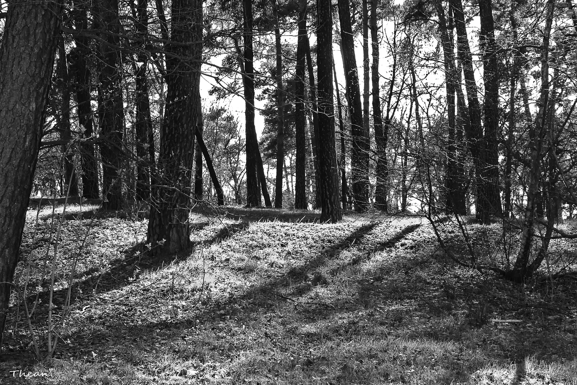 trees, forest, early spring, viewes