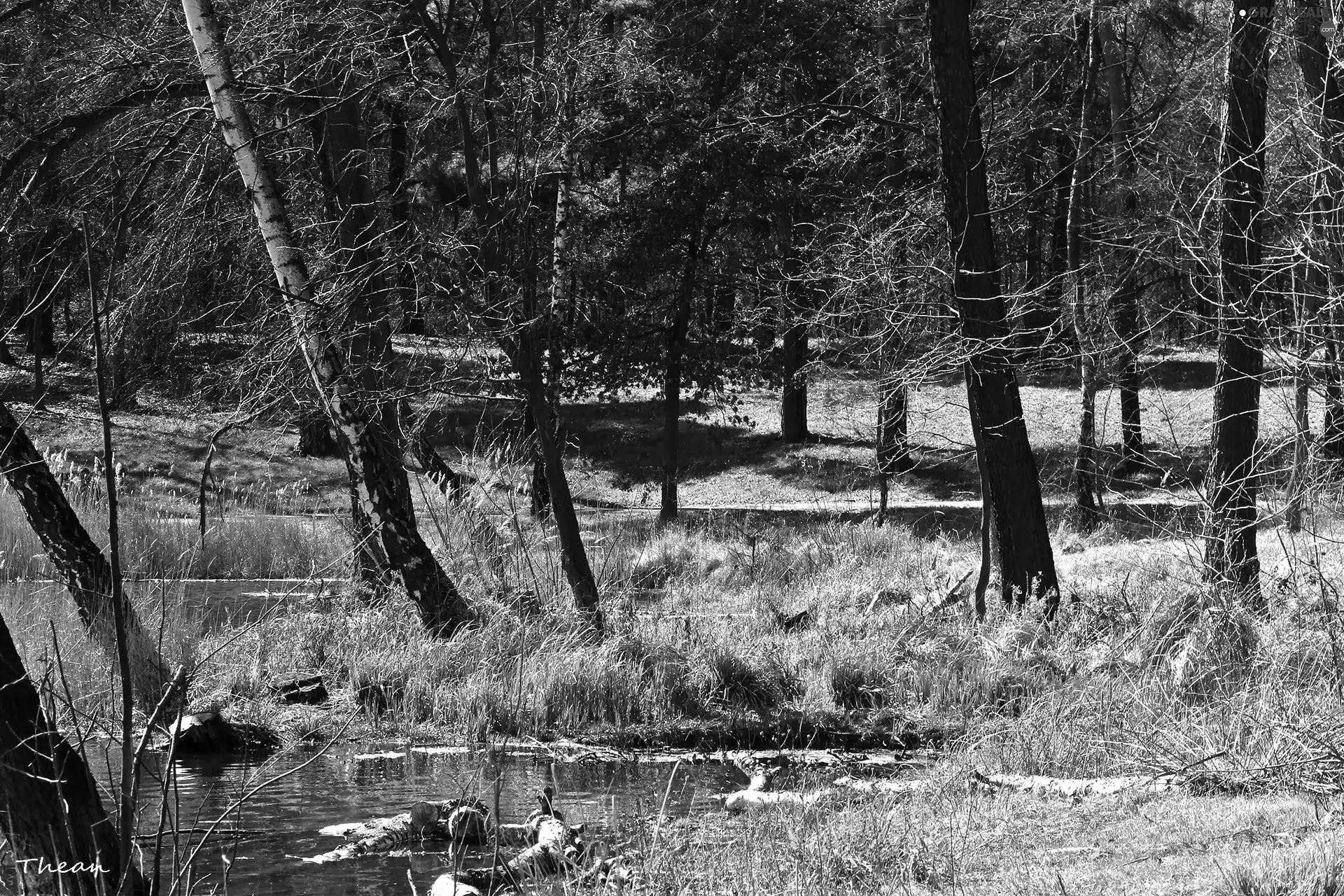 trees, Pond - car, early spring, viewes