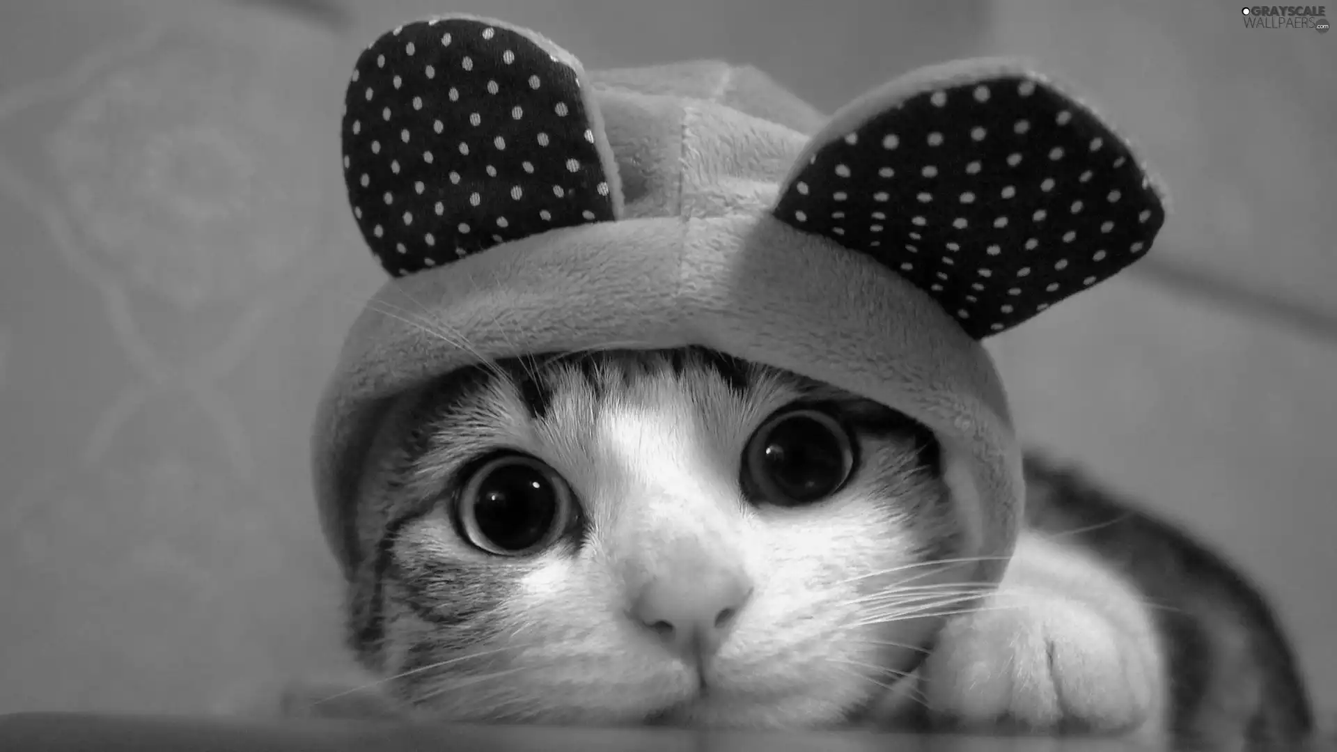 ears, kitten, Bonnet