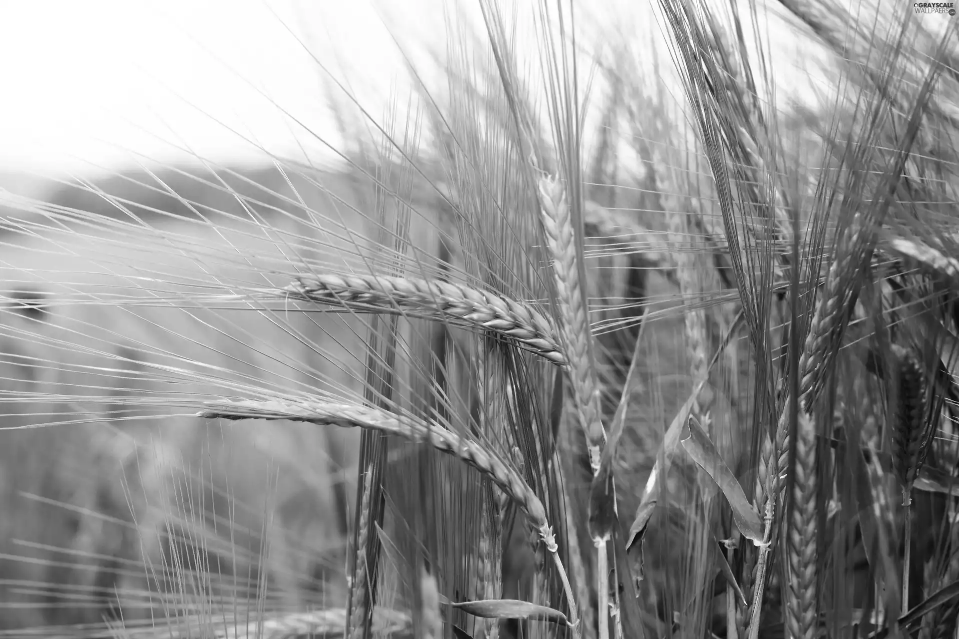 Ears, corn, cereals