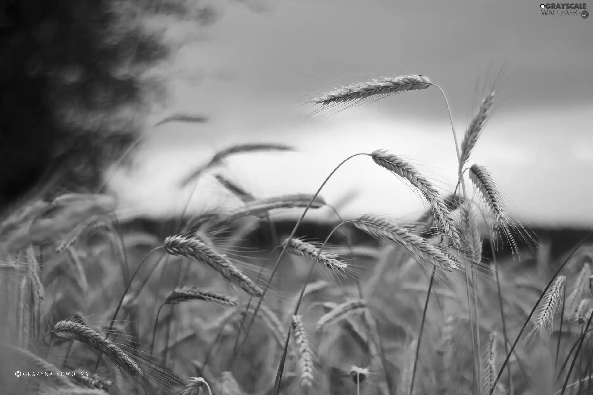 corn, Ears