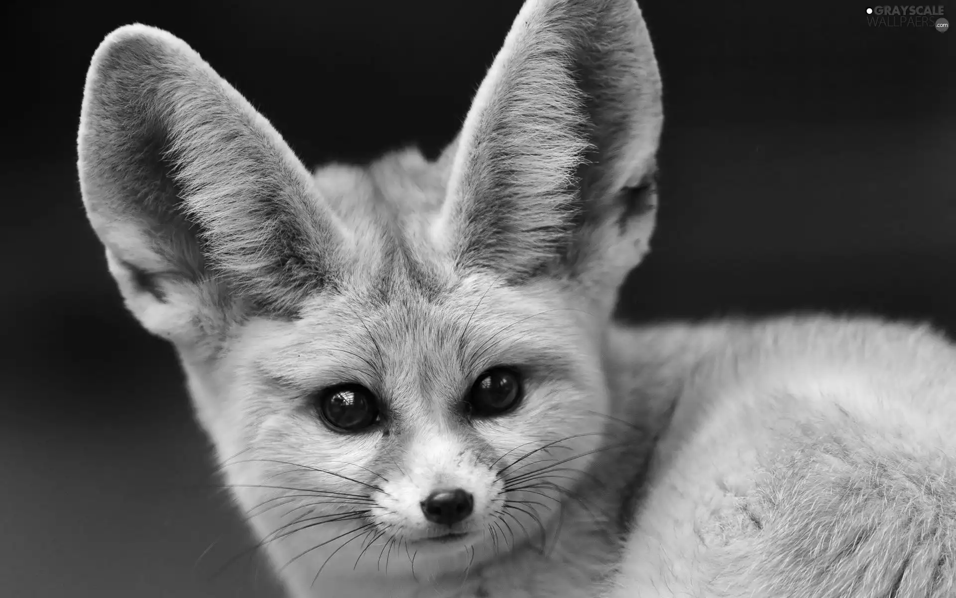 ears, fox, Fenek