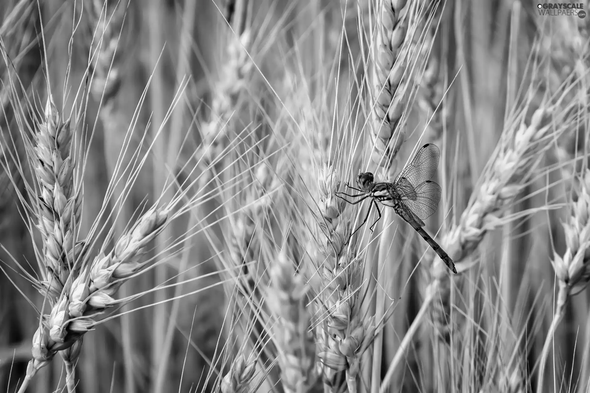 dragon-fly, corn, Ears