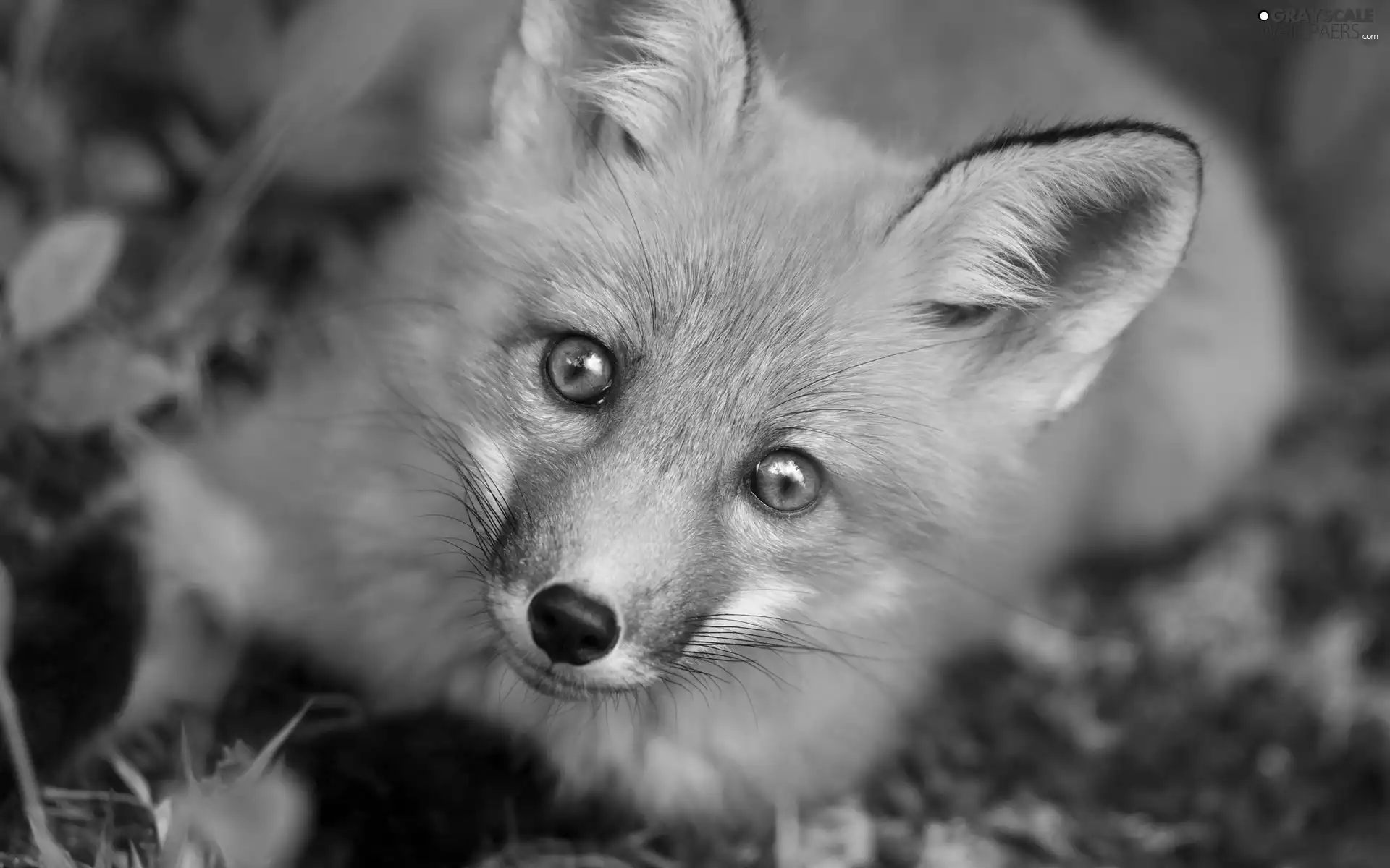 Fox, curiosity, ears, mouth