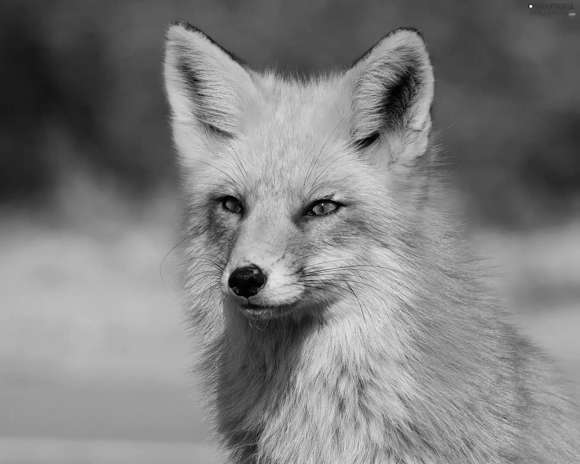 Fox, Eyes, ears, mouth