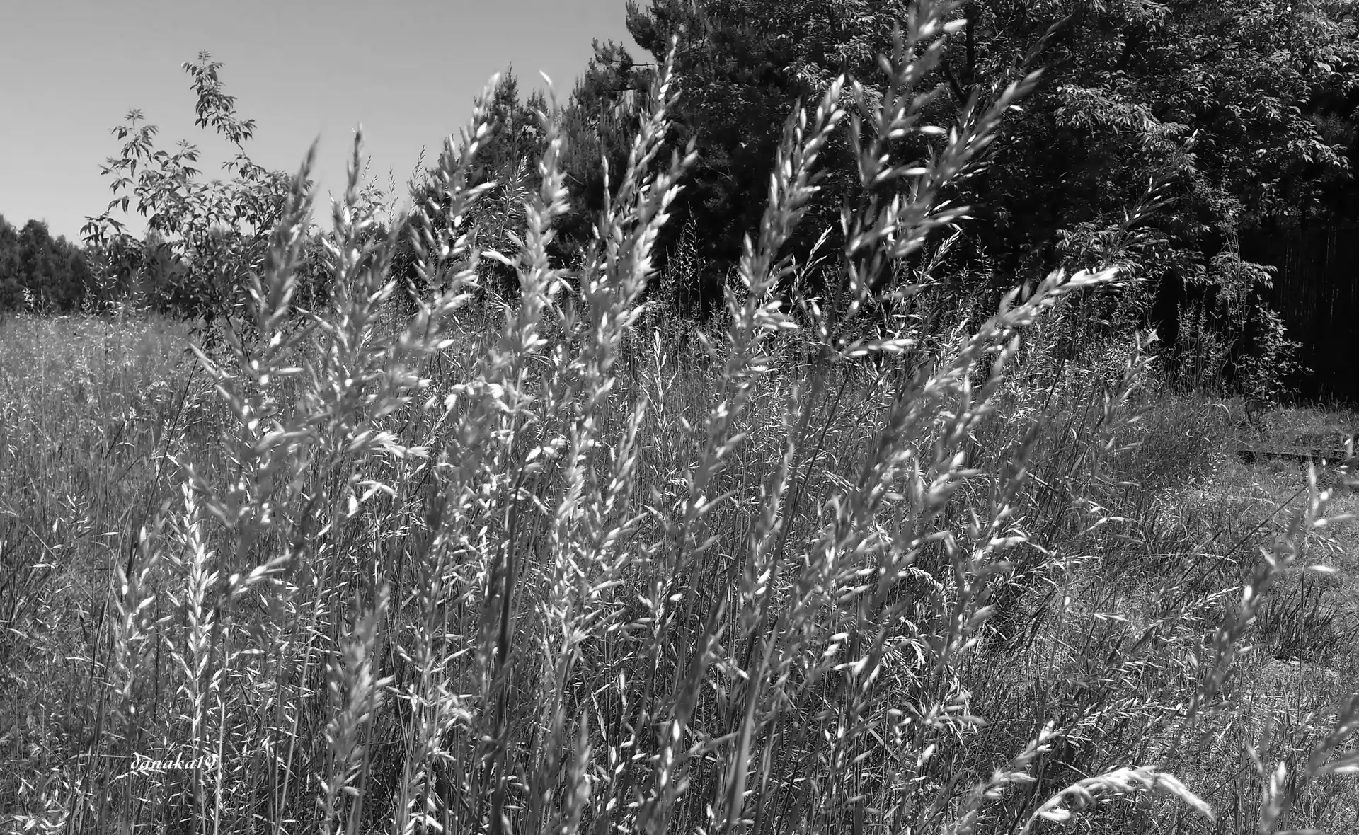 grass, green ones, Ears