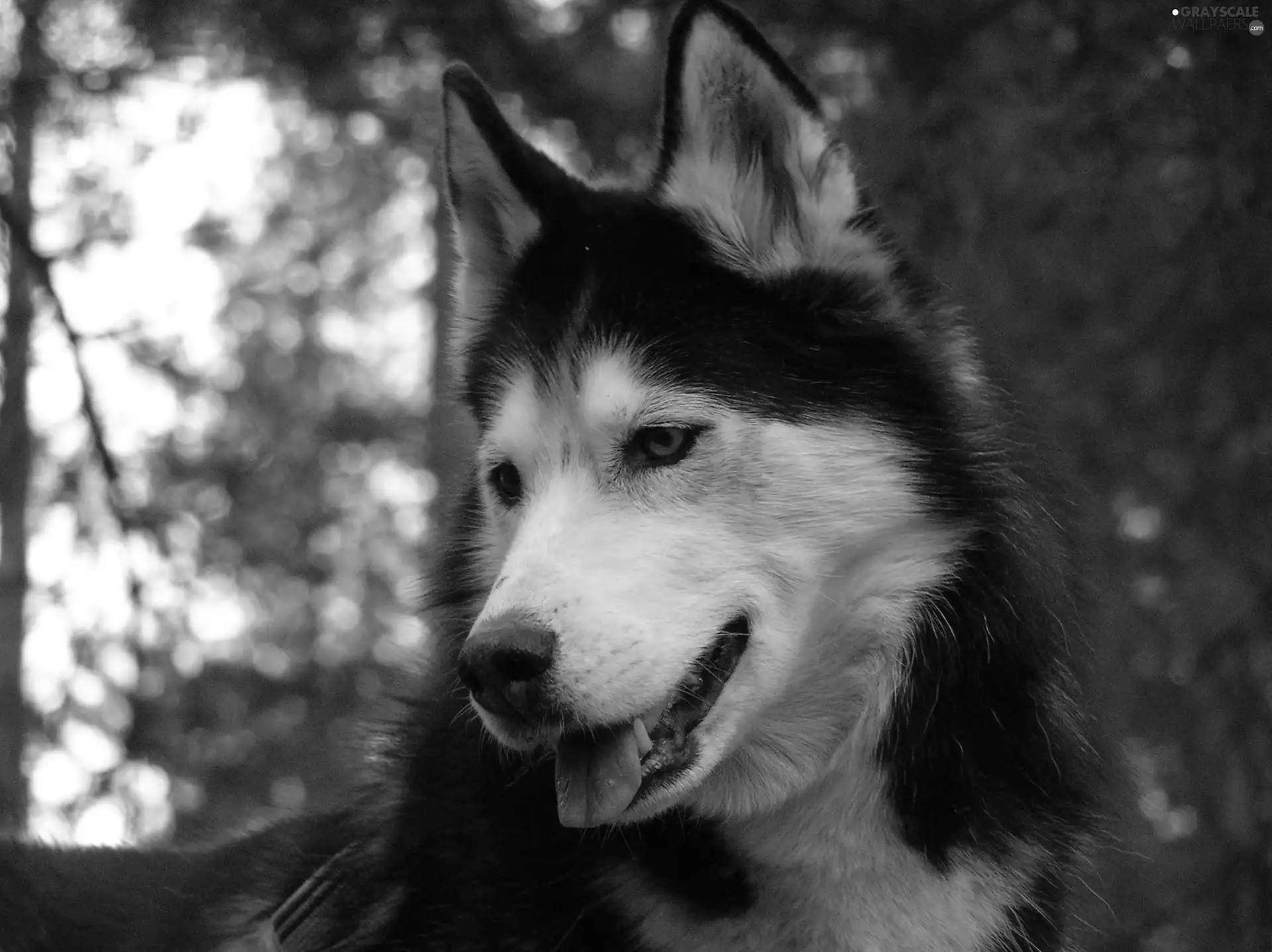 Siberian Husky, posed, ears