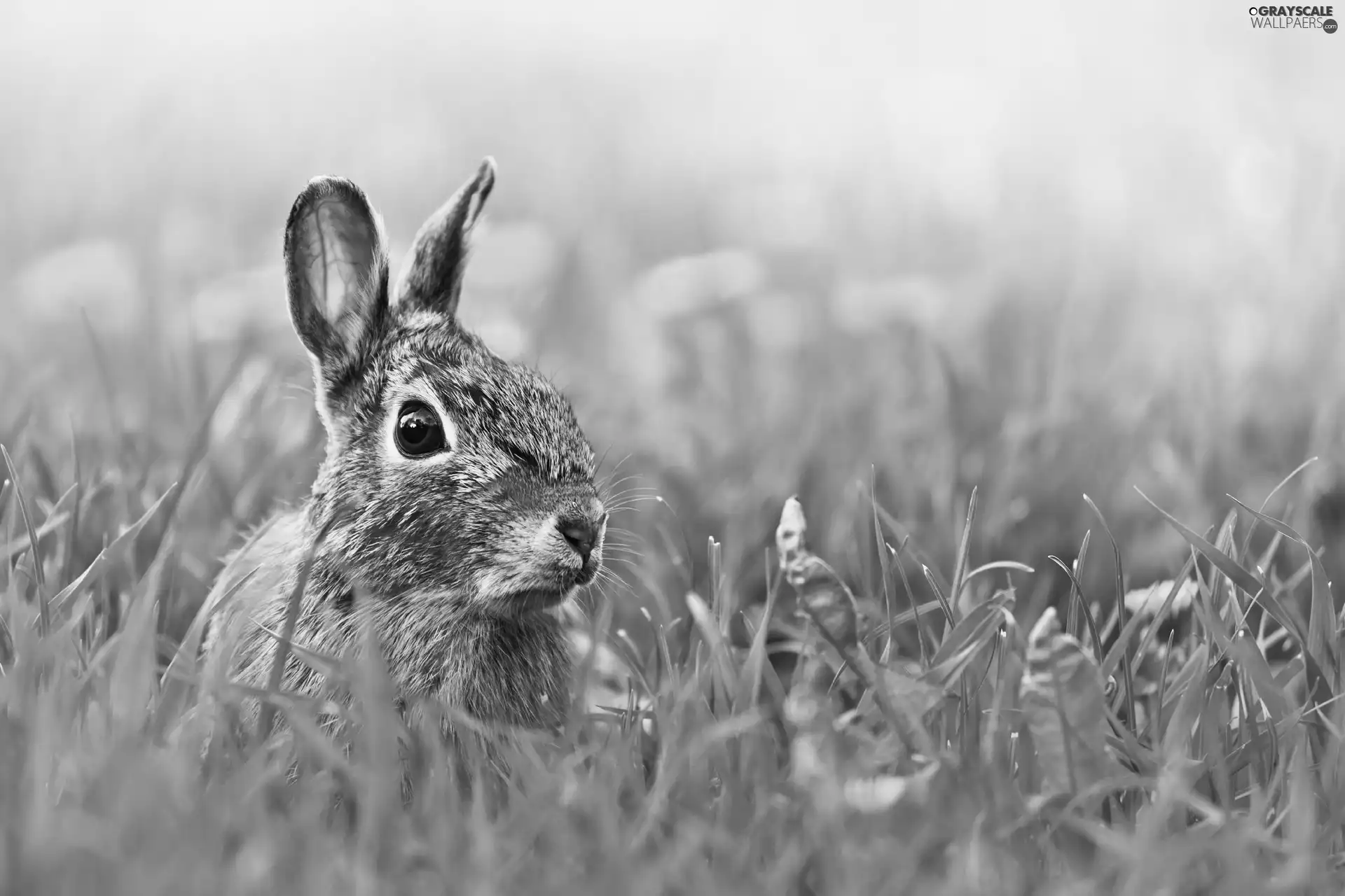 Rabbit, Stalked, ears, Meadow