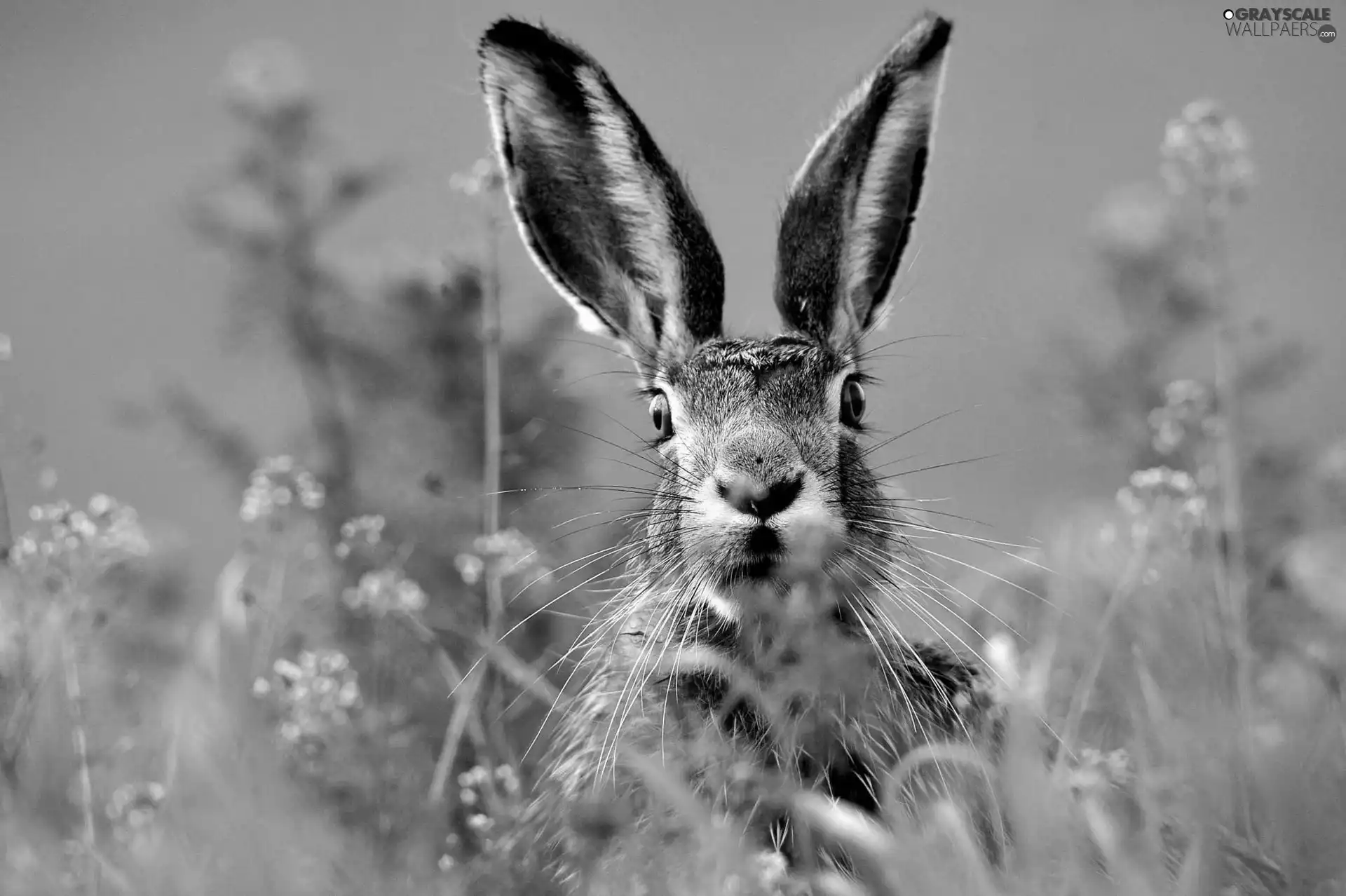 frightened, standing, ears, Wild Rabbit