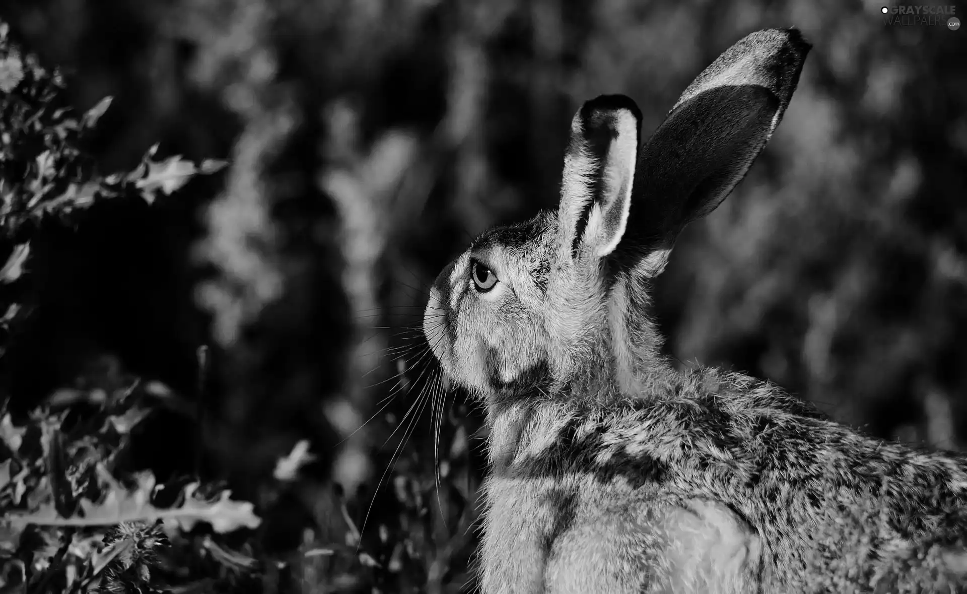 moustache, Wild Rabbit, ears