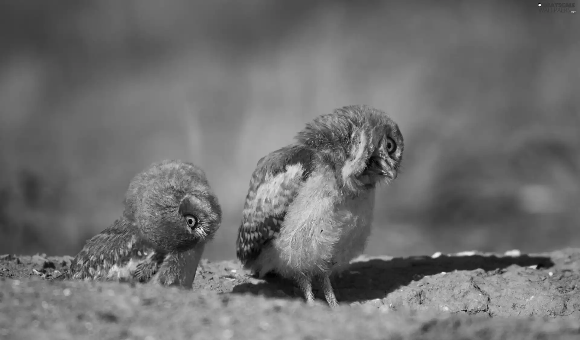 Earth Owl, blur