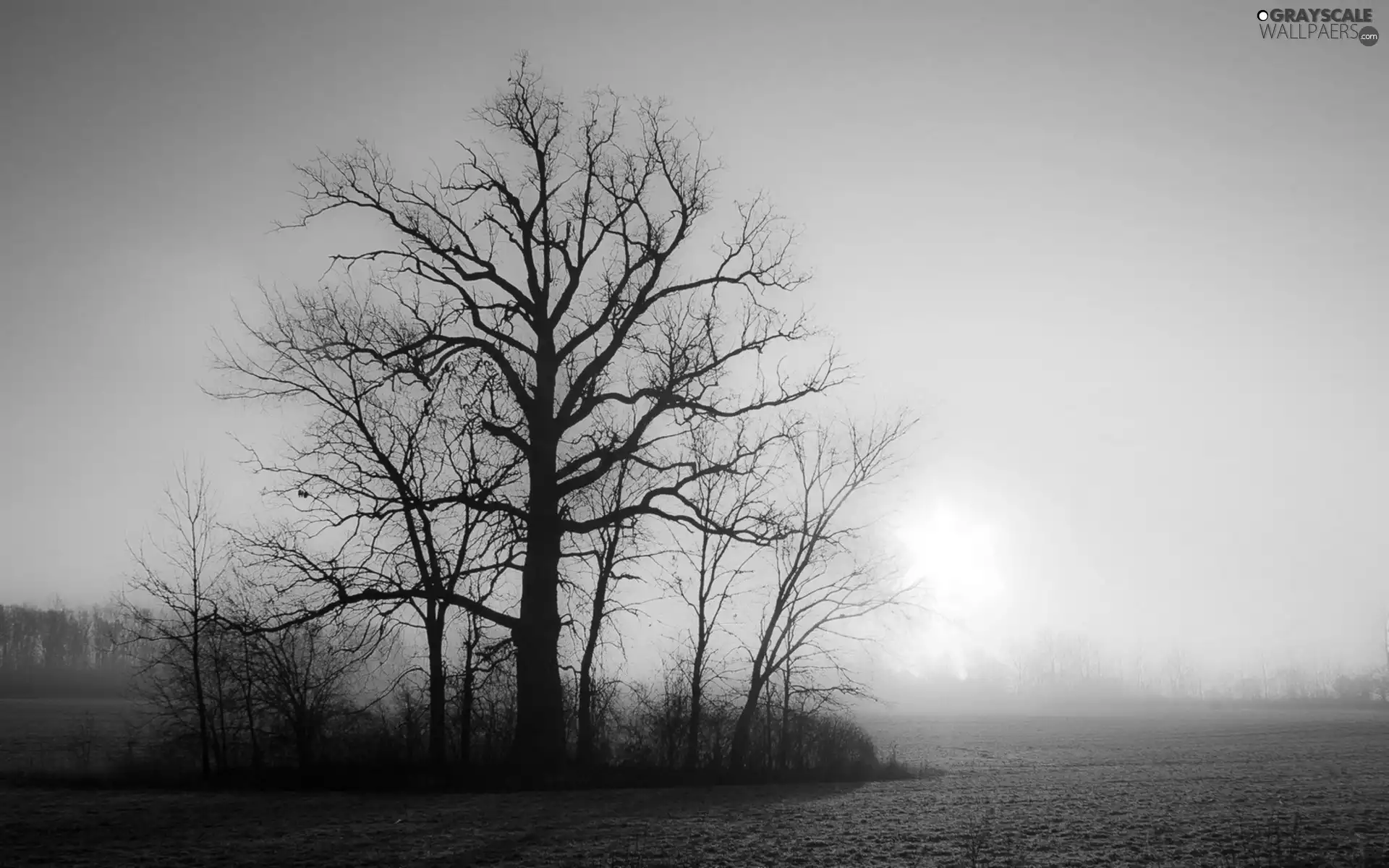 Fog, viewes, sun, field, trees, east, autumn