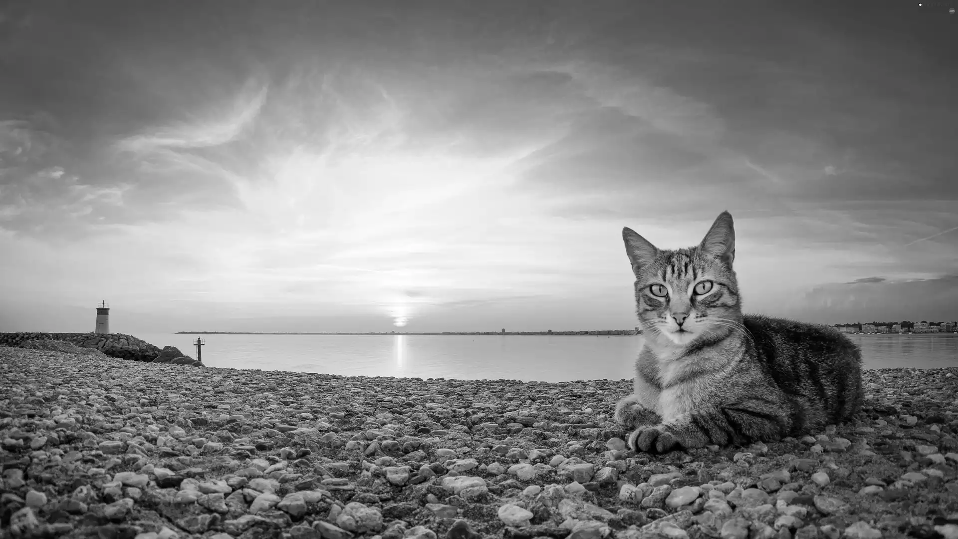 Lighthouse, cat, east, sun, maritime, Coast