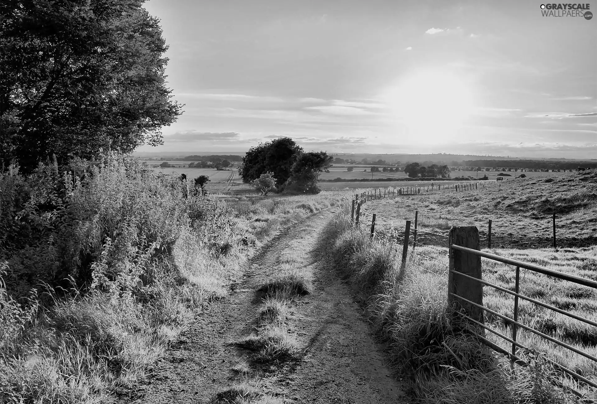 east, sun, field, fence, Way