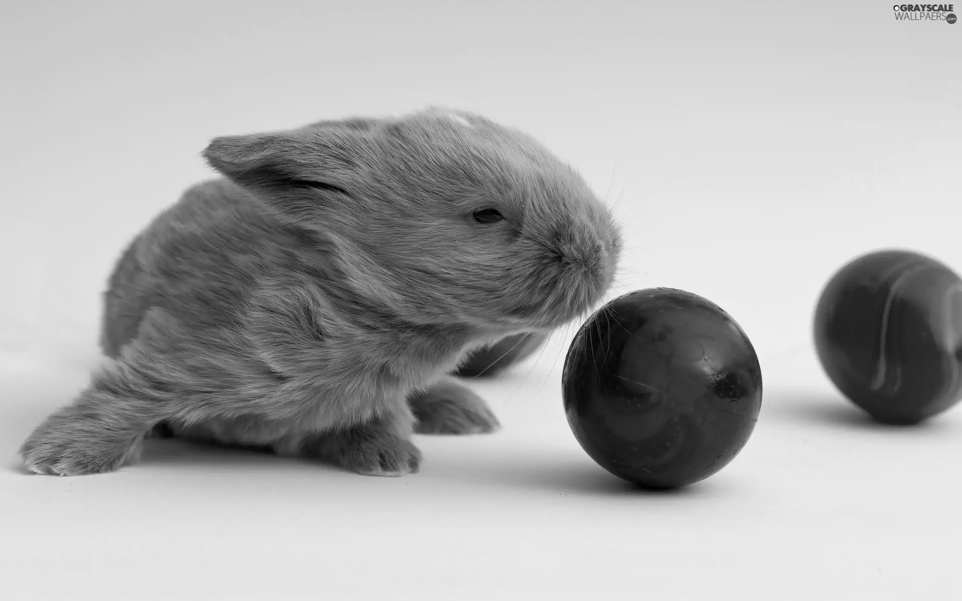 easter, Bunny, eggs