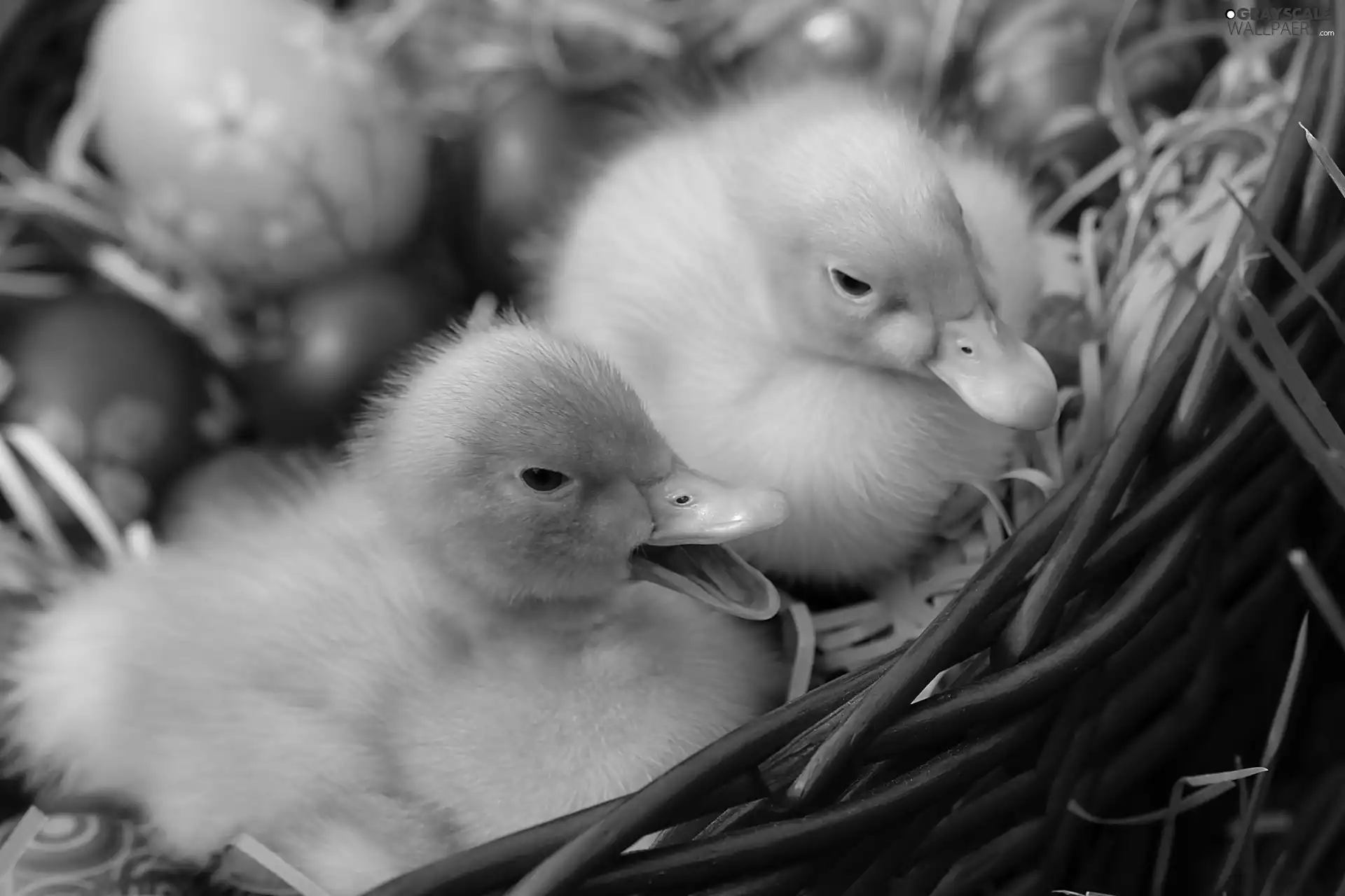 Two, basket, Easter, ducks