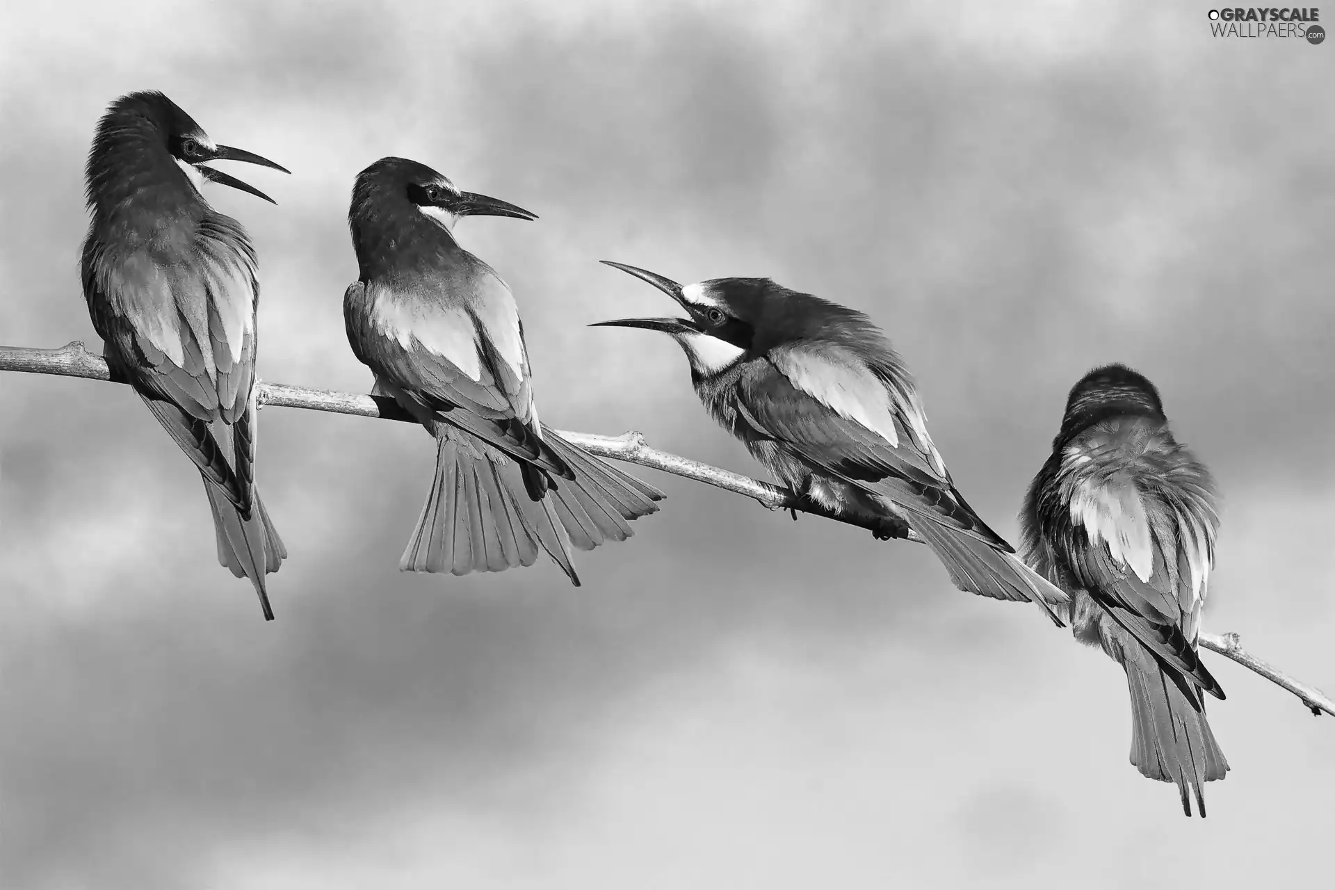 four, Bee-eaters
