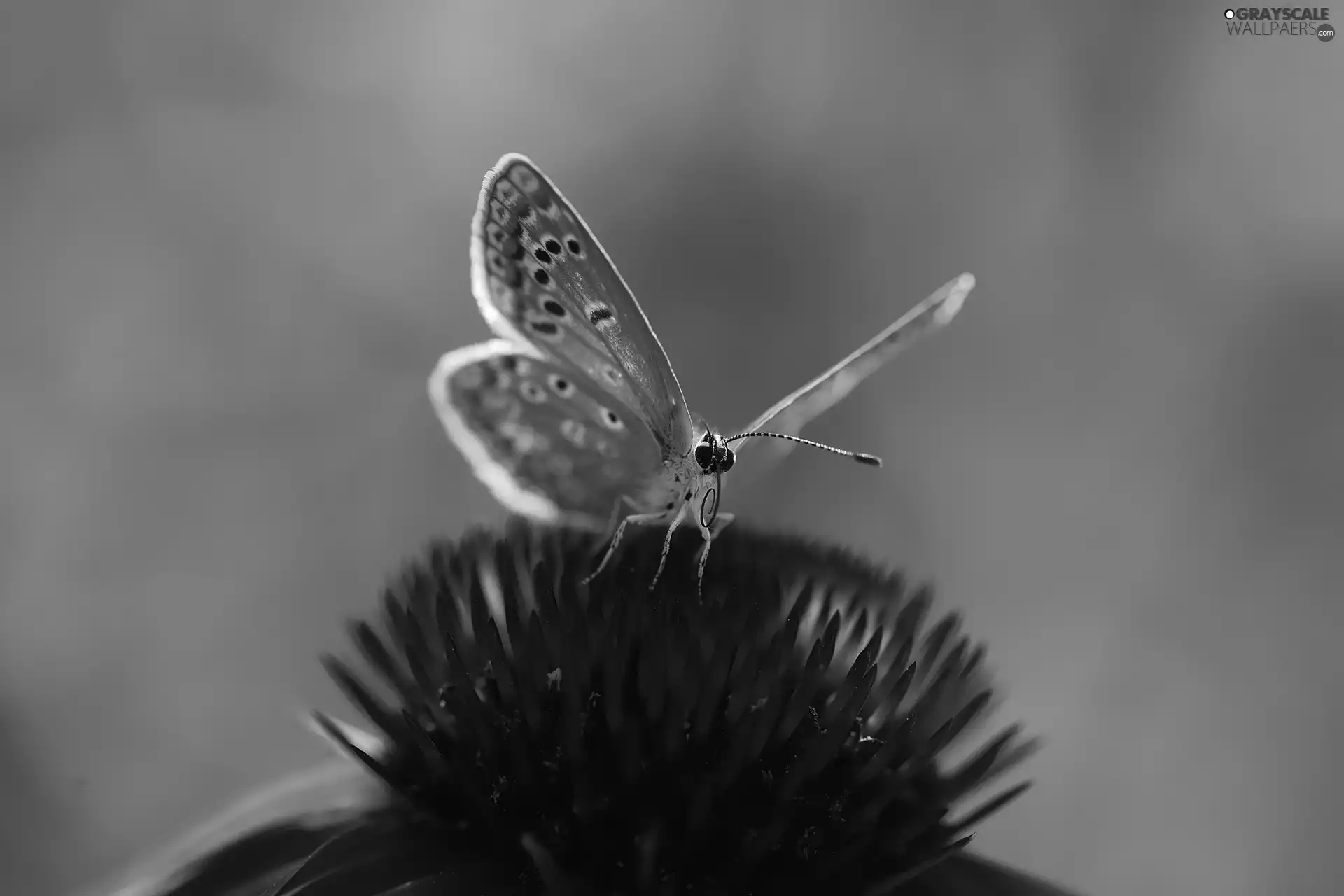 butterfly, echinacea, Colourfull Flowers, Dusky