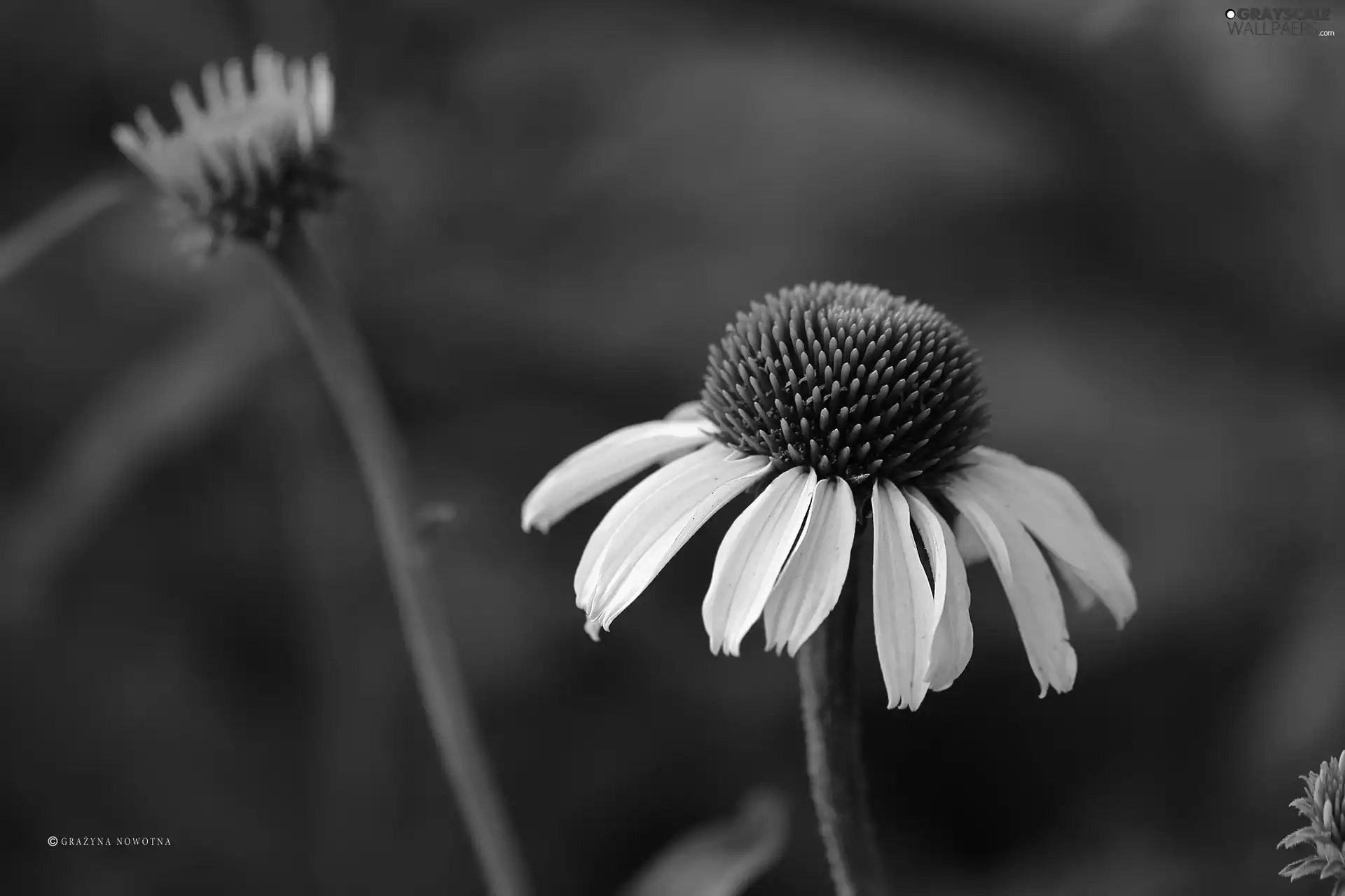 Colourfull Flowers, White, echinacea
