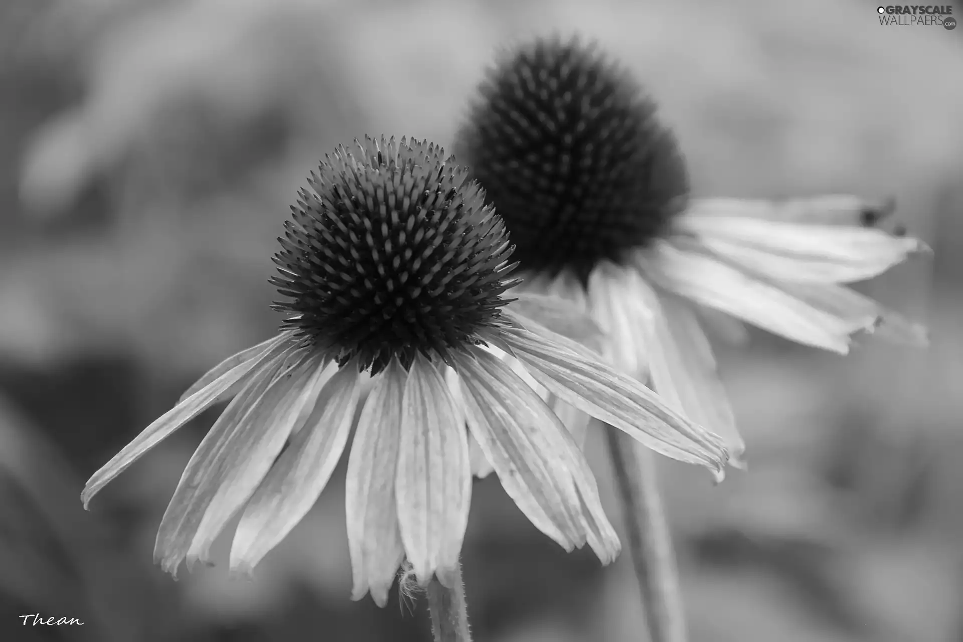 Flowers, echinacea