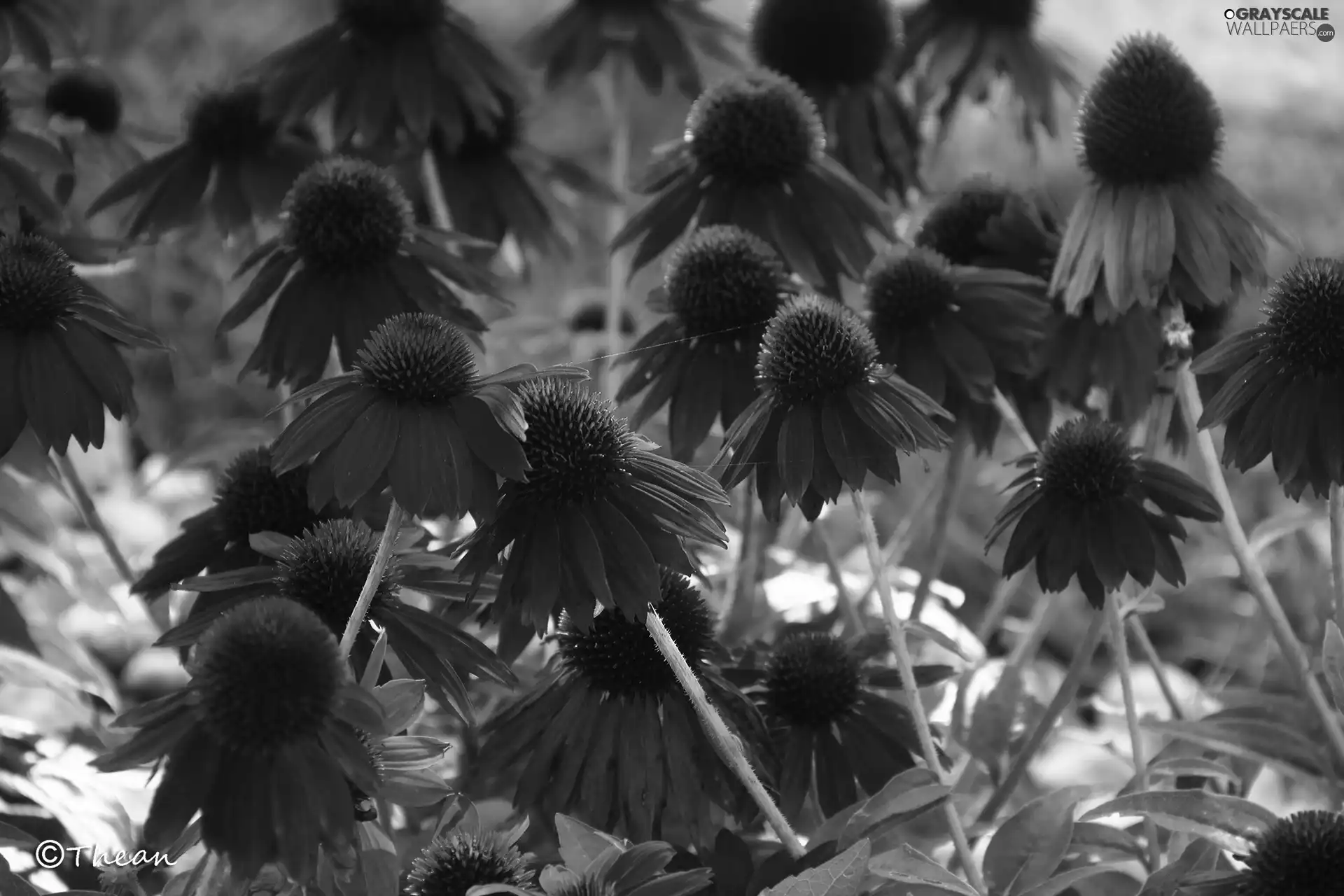 Red, echinacea