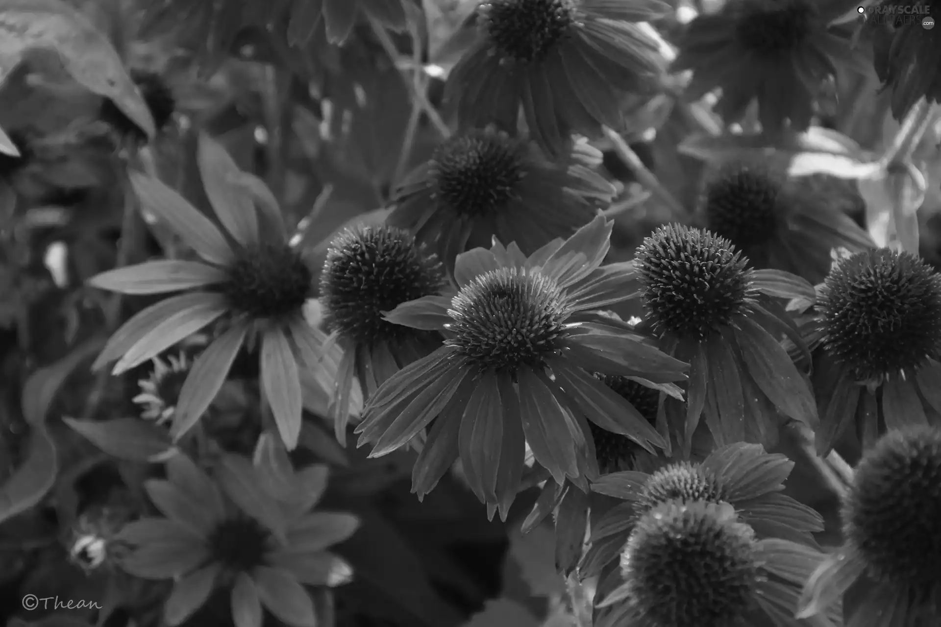 Red, echinacea