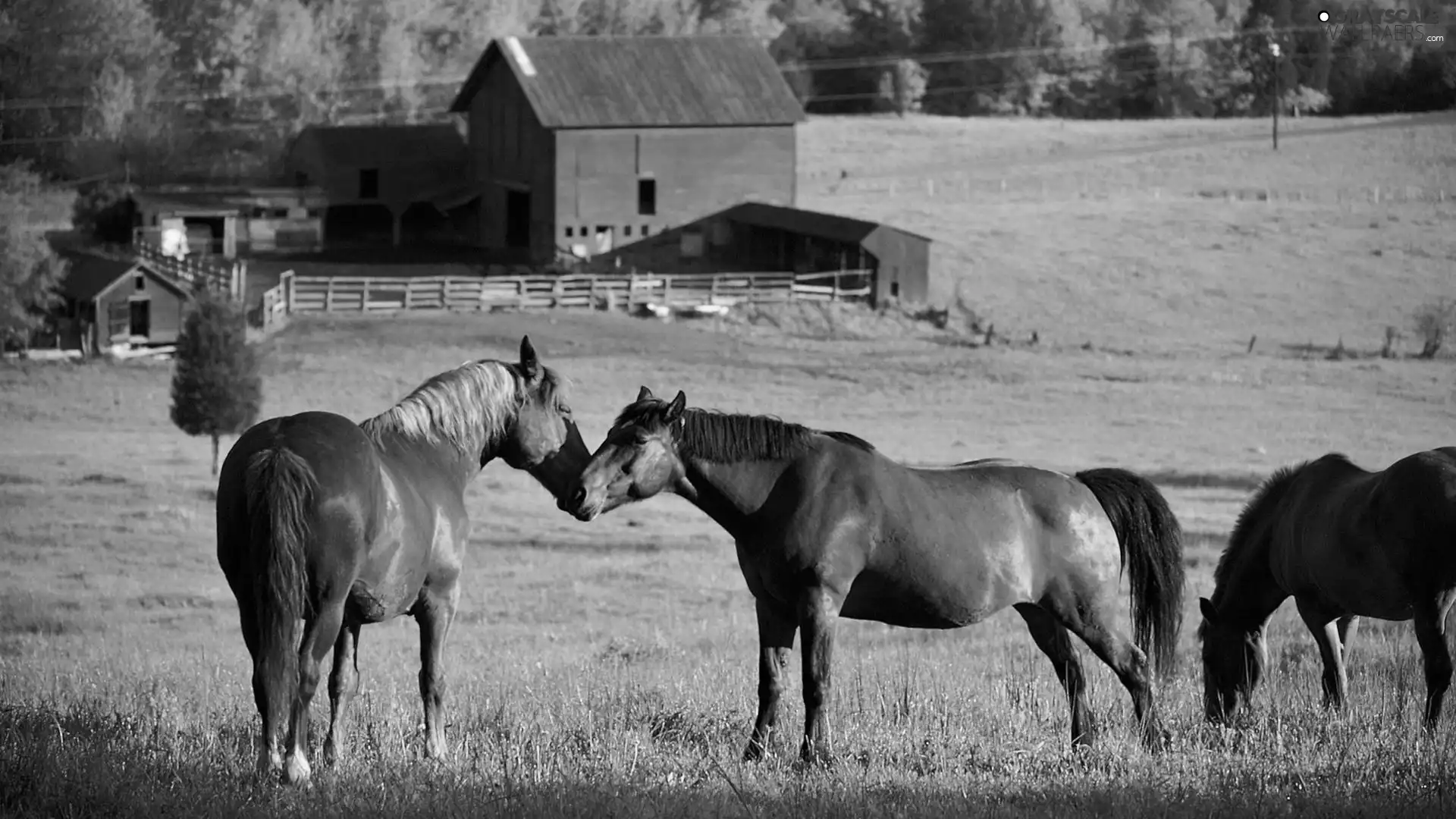 bloodstock, House, economic, Meadow