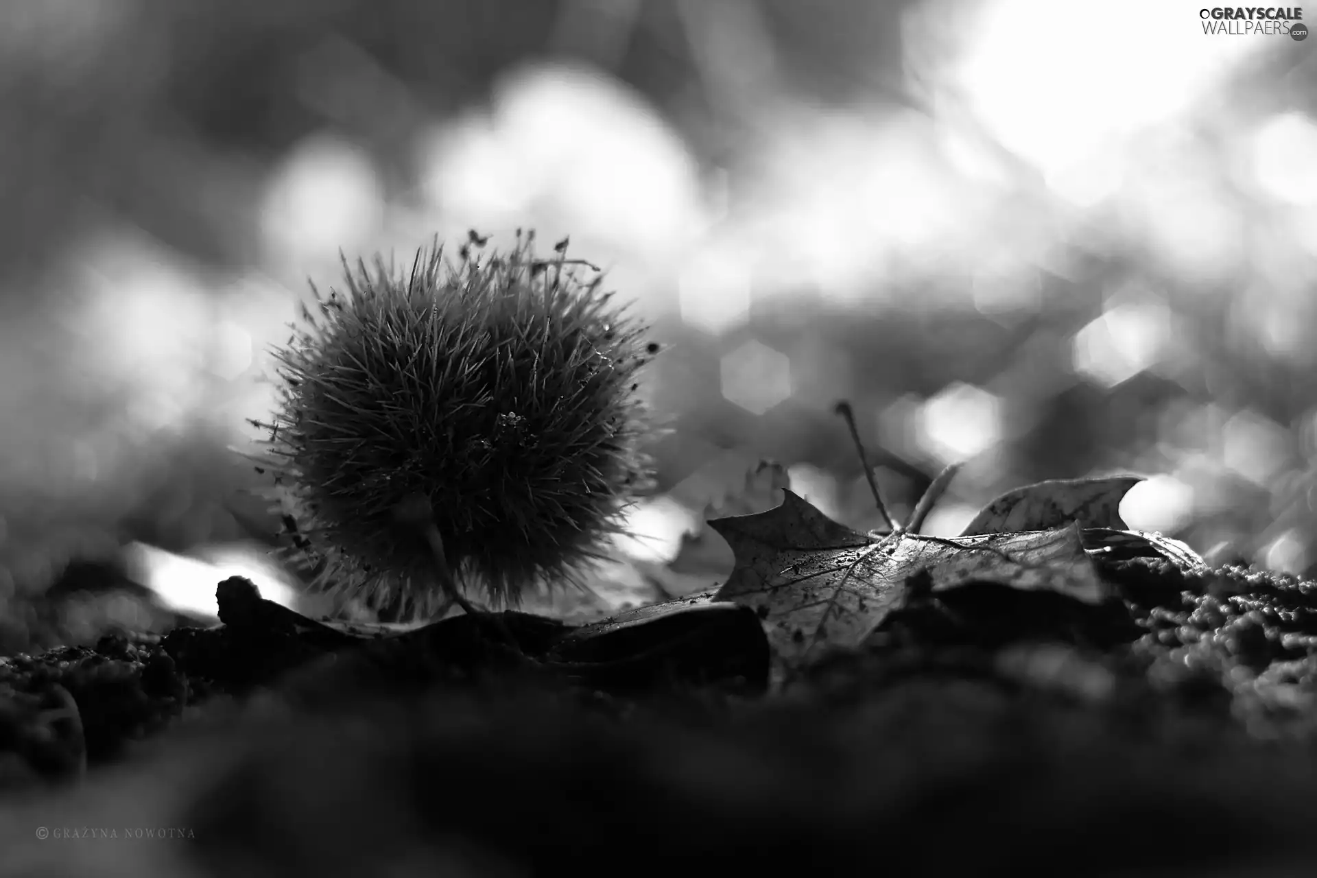 Edible Chestnut