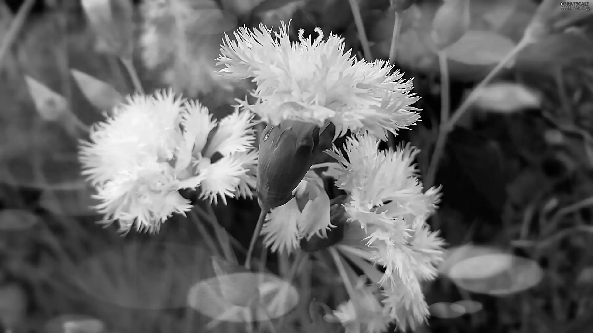 cloves, effect